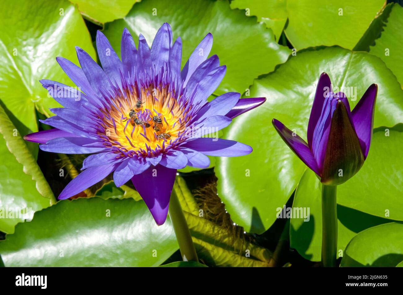 Biene und lila Lotus. Nahaufnahme, Hintergrund ist ein grünes Lotusblatt. Stockfoto