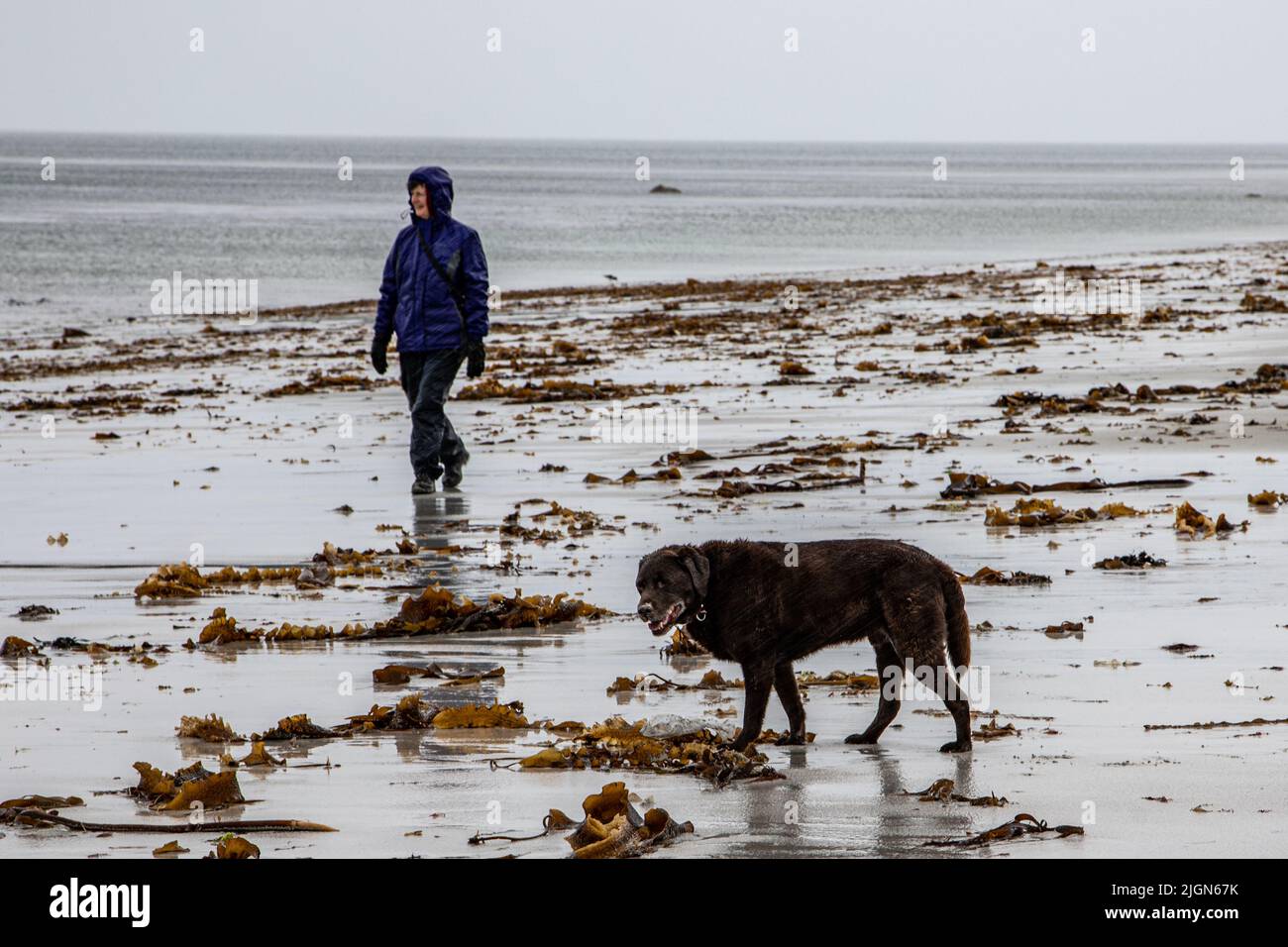 Eine Frau in Blau, die einen Hund bei fahrendem Regen am Strand, Hallan, South Uist (Uibhist a Deas) mit Regen gegen das Hundefell sichtbar läuft Stockfoto