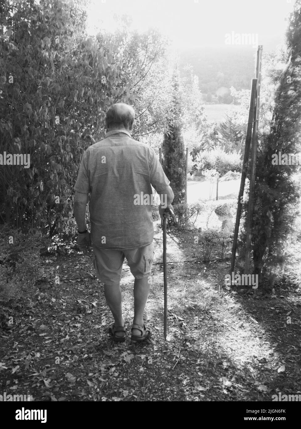 Alter Mann mit Himmelspol, der in der Sommersaison im Garten und auf dem Bauernhof herumläuft Stockfoto