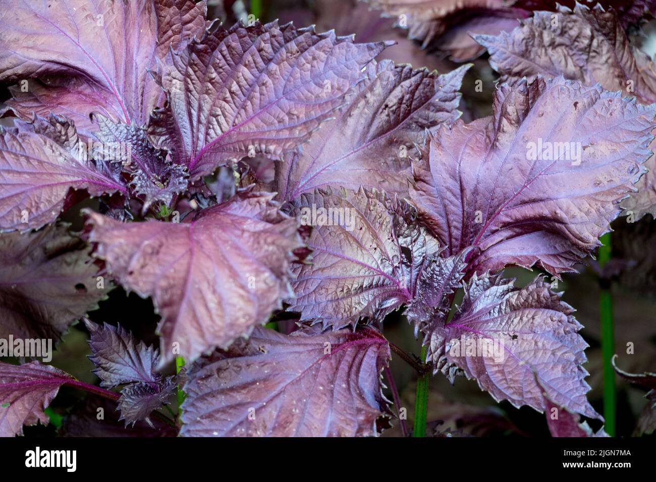 Beefsteak Plant, Perilla frutescens 'Purpurascens', Shiso Perilla Plant, essbar, Blätter Kräuter Stockfoto