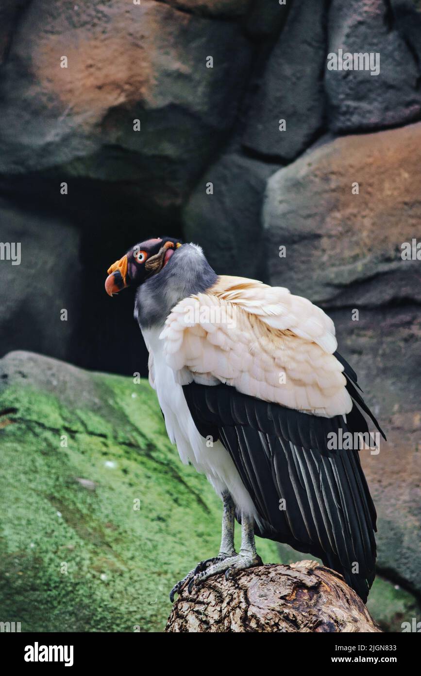 Geier-Porträt. Buntes Gefieder des Geiers. Großer Vogel. Aufgenommen in einem Park. Tierfoto aus der Natur Stockfoto