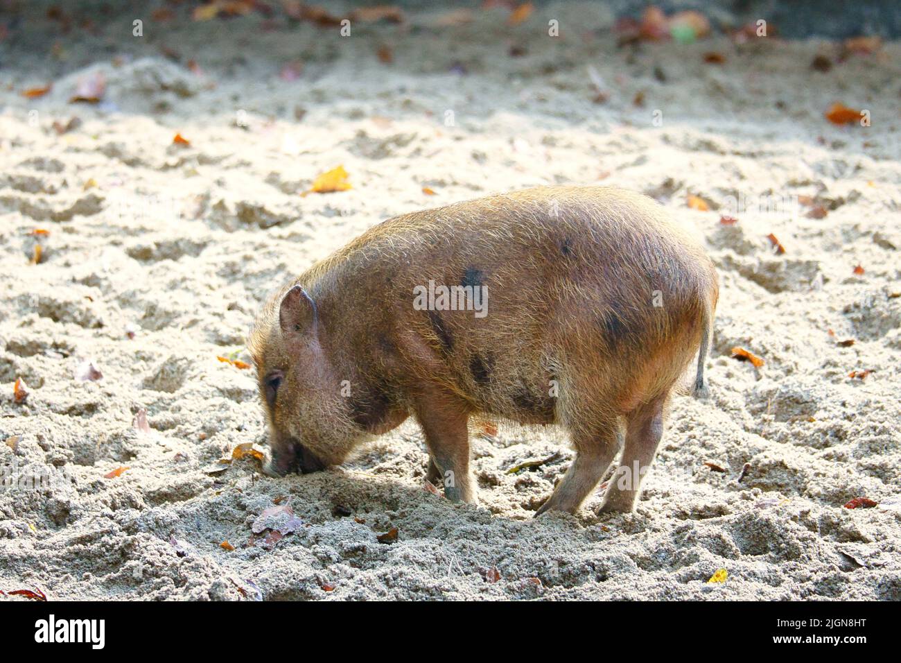 Taubenbauchferkel, im Sand graben. Hausschwein für die Fleischproduktion. Nutztier, Säugetier. Tierfoto Stockfoto