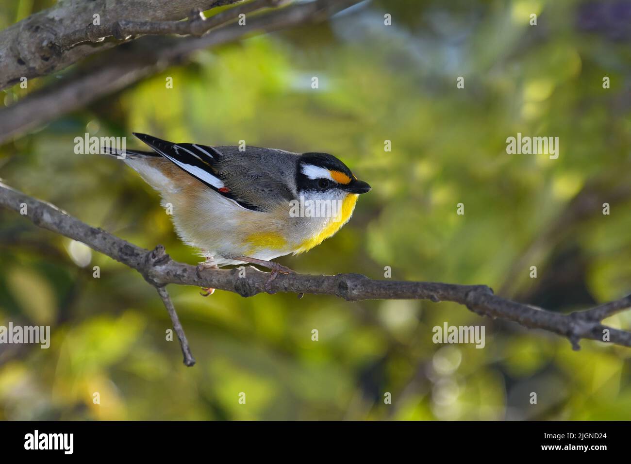 Ein australischer Rüde Striated Pardalote -Pardalotus striatus- Vogel, der sich in einem dicken Busch in einem weichen frühen Morgenlicht versteckt Stockfoto