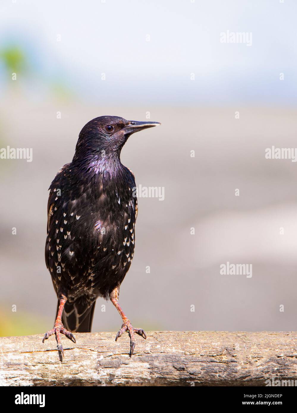 Starling, Sturnus vulgaris Stockfoto