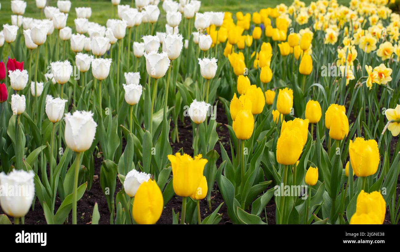 Holländische Tulpenblüte Nahaufnahme weißen gelben natürlichen Blumenhintergrund, Frühlingszeit Blume Stockfoto