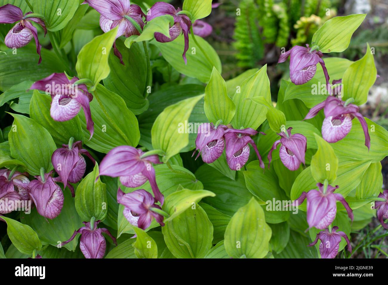 Orchidee-Cypripedium-Blüte wird auch Damenschuh genannt. Tolle, schuhförmige Blumenbeete aus nächster Nähe Stockfoto