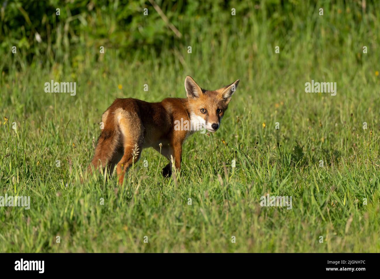Fuchsjunge-Vulpes vulpes. Stockfoto