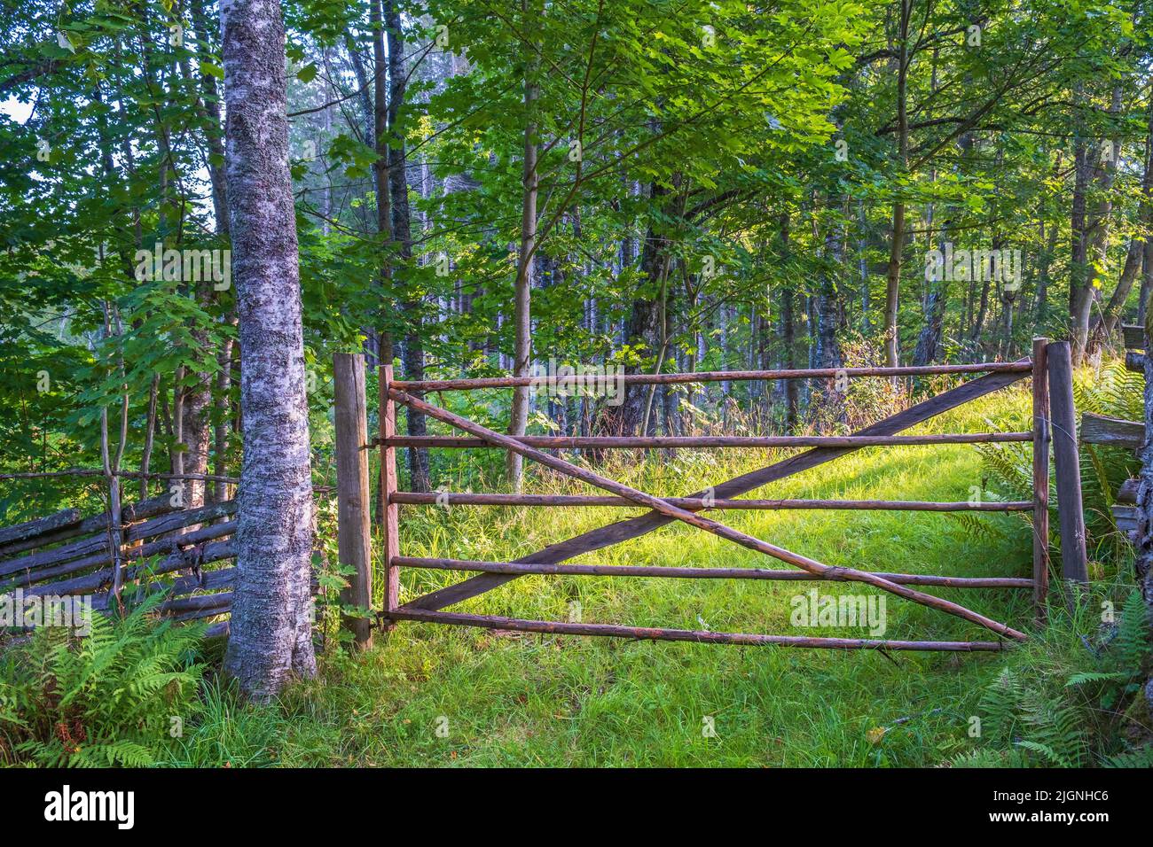 Tor zu einer Wiese im Wald Stockfoto