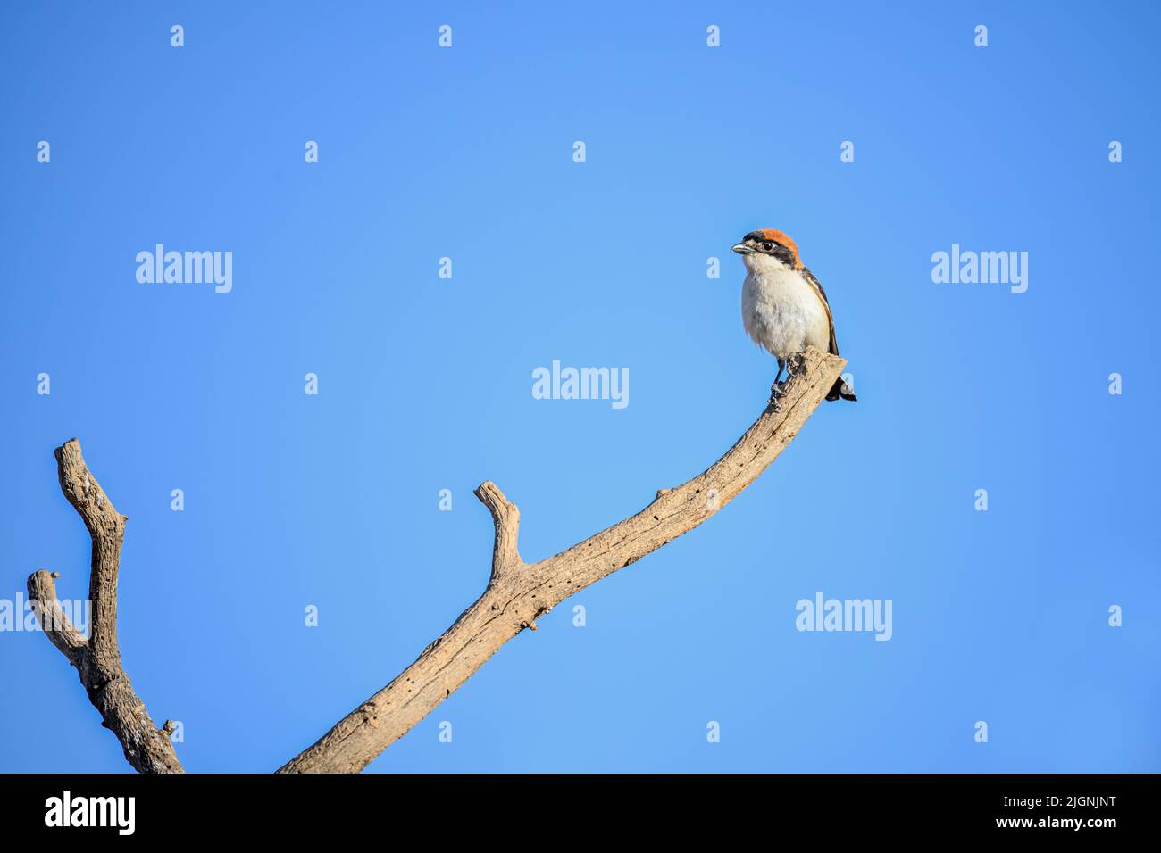 Lanius Senator oder gewöhnlicher Garnele, ist eine Art von Singvögeln in der Familie der Garnelen. Stockfoto