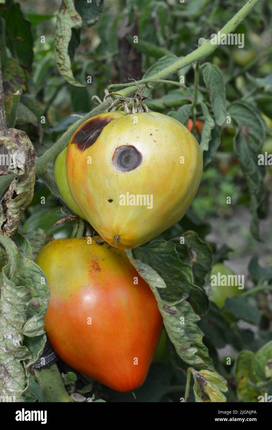 Der durch den Erreger Phytophthora parasitica verursachte Pilz buckeye-Tomatenfäule hatte einen schweren Einfluss auf eine Tomatenpflanze. Nahaufnahme von Tomatenerkrankungen. Stockfoto