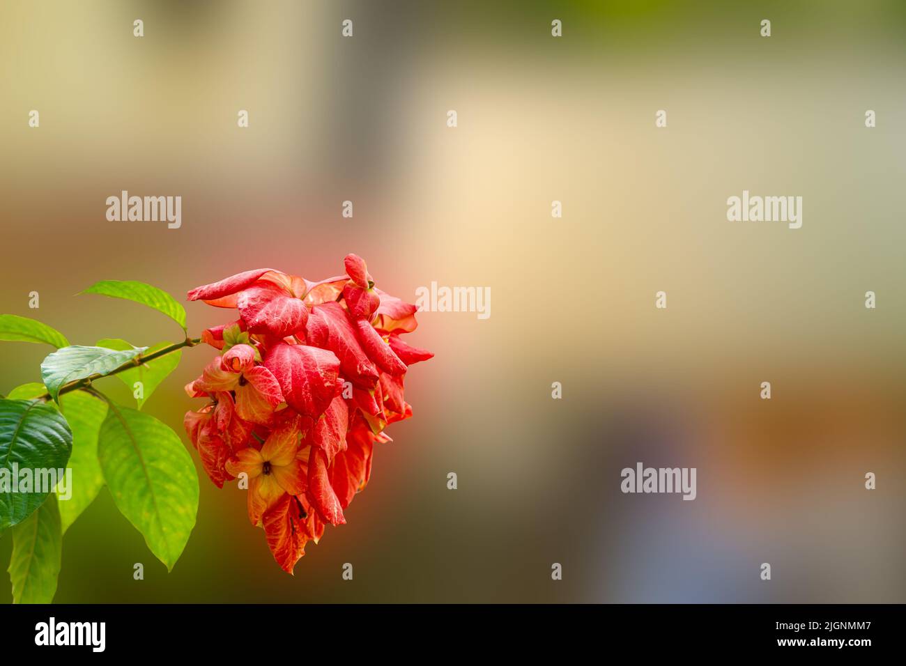 Eine blühende buddha-Lampe, die Blüten sind rosa, der Hintergrund ist verschwommen Stockfoto