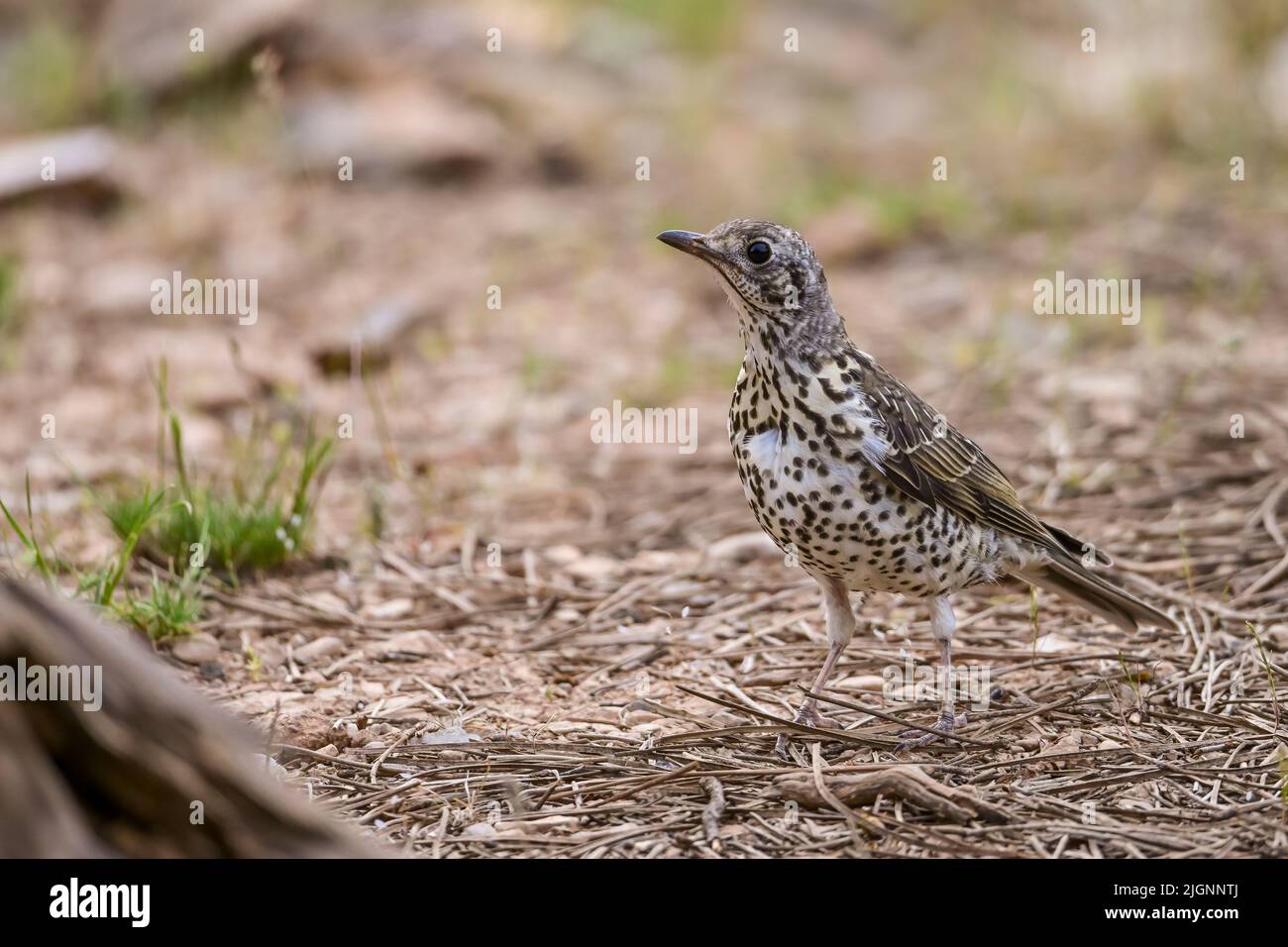 Charlo-Drossel oder Turdus viscivorus, Vogel der Ordnung Passeriformes. Stockfoto
