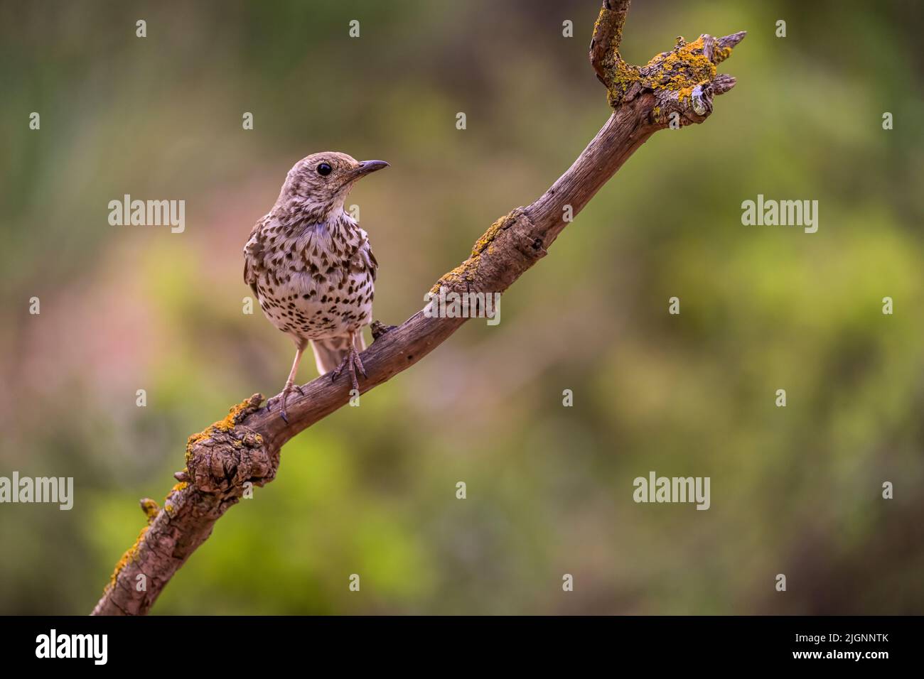 Charlo-Drossel oder Turdus viscivorus, Vogel der Ordnung Passeriformes. Stockfoto