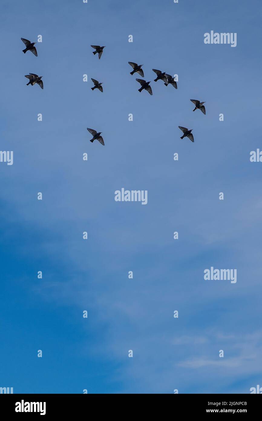 Vogelschar im Flug gegen einen blauen Himmel Stockfoto