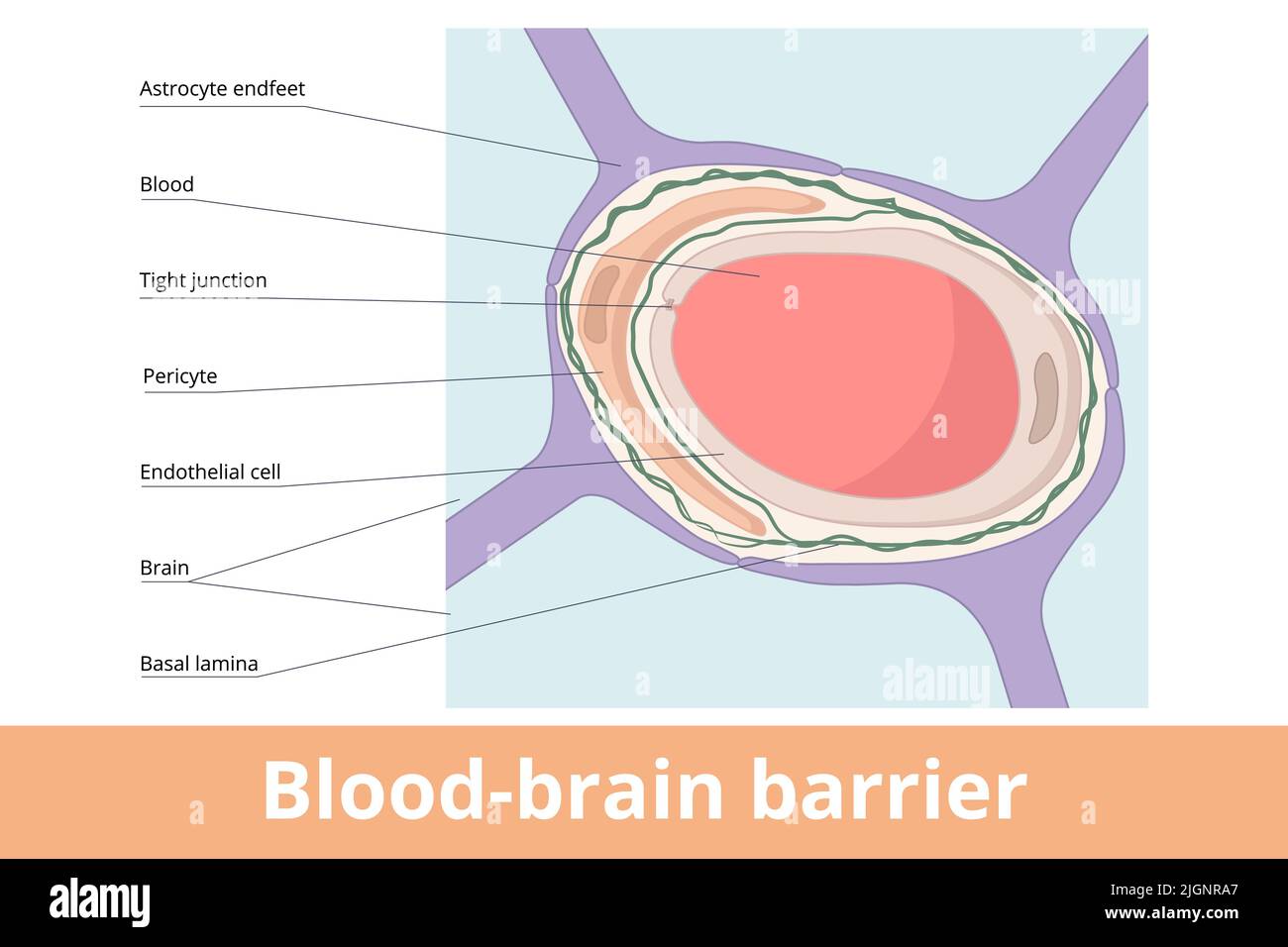 Blut-Hirn-Schranke. Die anatomische Struktur der Blut-Hirn-Schranke wird durch Astrozyten-Endfüße, Basallaminen, Perizyten und Endothelzellen gebildet. Stock Vektor