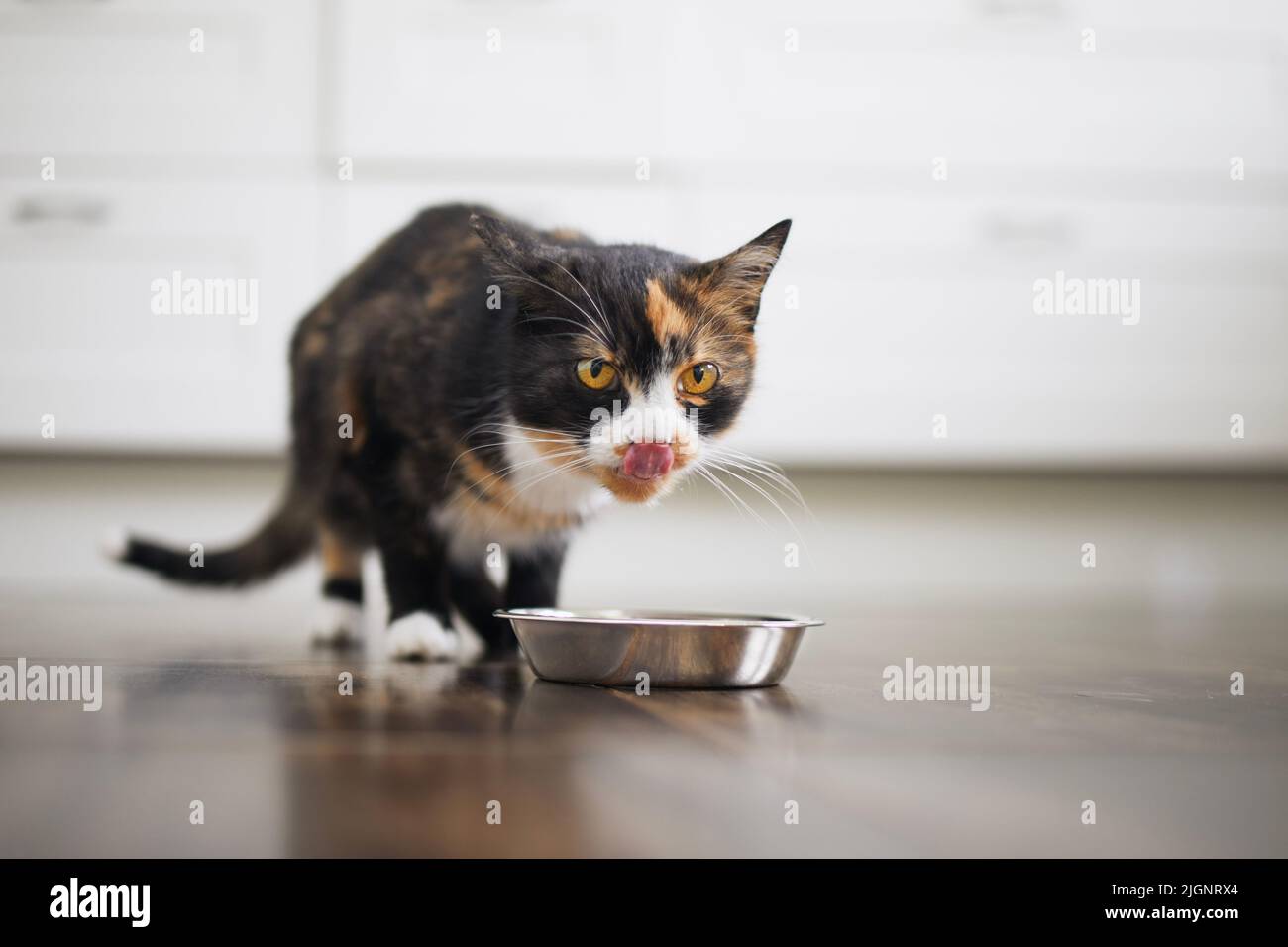 Häusliches Leben mit Haustier. Nette braune Katze, die zu Hause aus einer Metallschüssel isst. Stockfoto