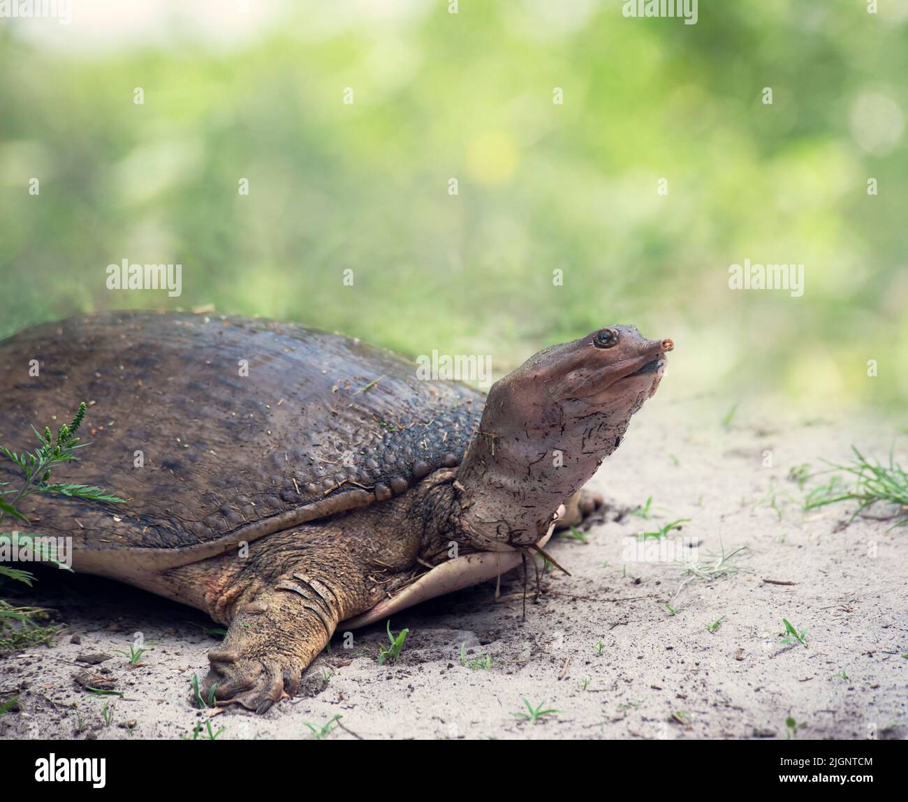 Florida Softshell Schildkröte, Nahaufnahme Stockfoto