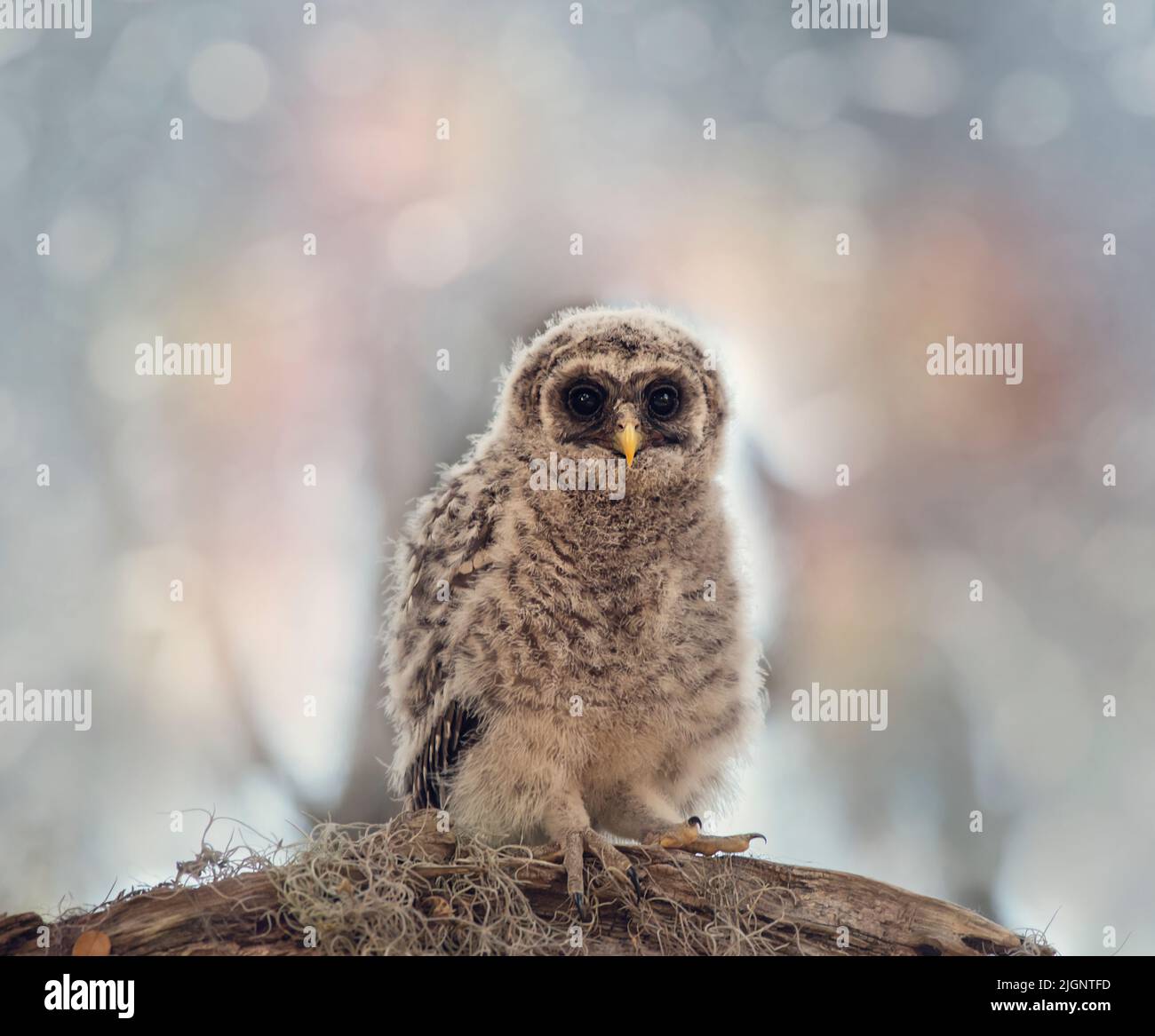 Verjährt Owlet Sitzstangen auf einem Ast Stockfoto