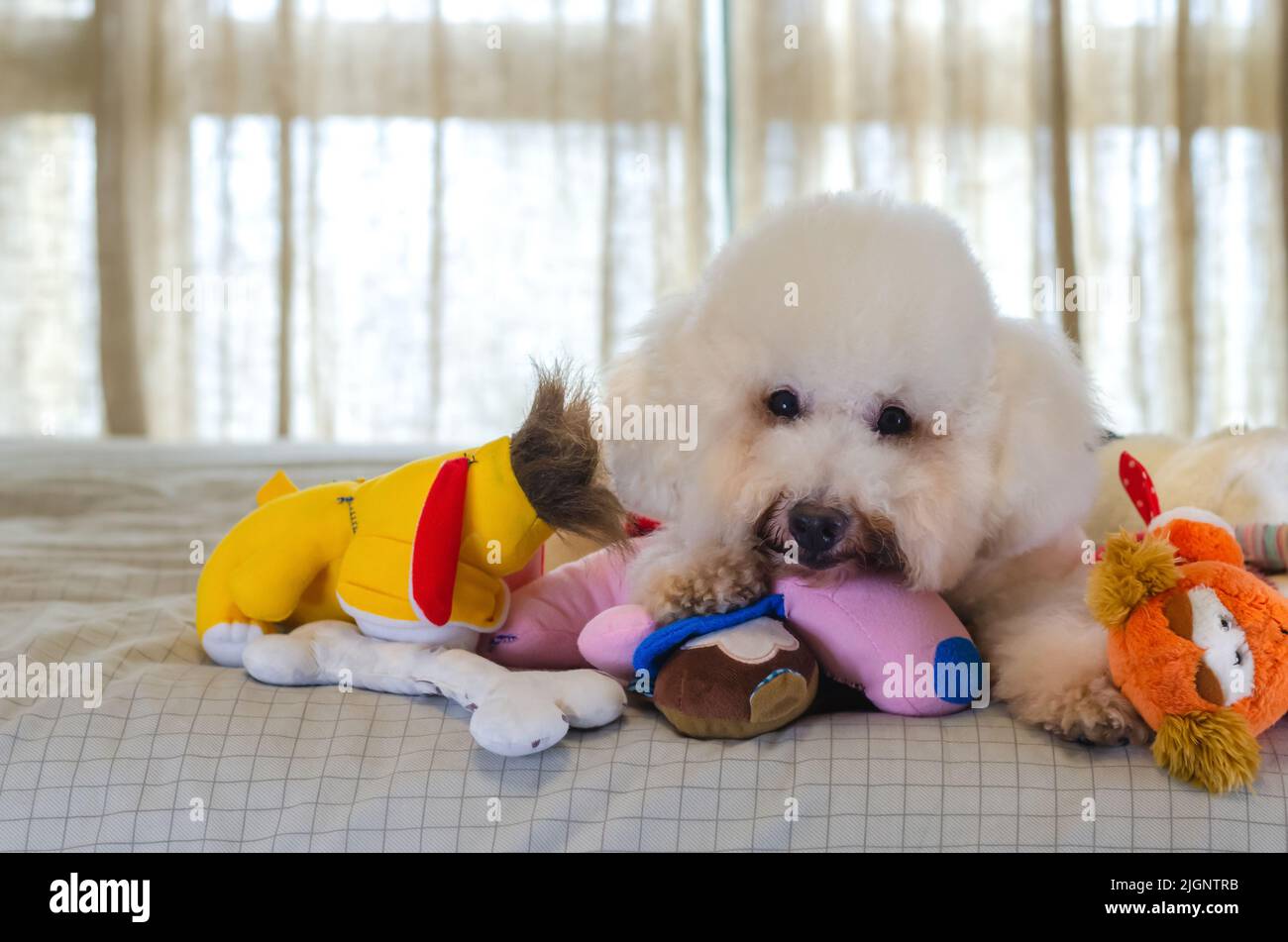 Liebenswert lächelnd und glücklich weißen Pudel Hund sitzen und nehmen viele Spielzeug auf dem Bett zu spielen. Stockfoto