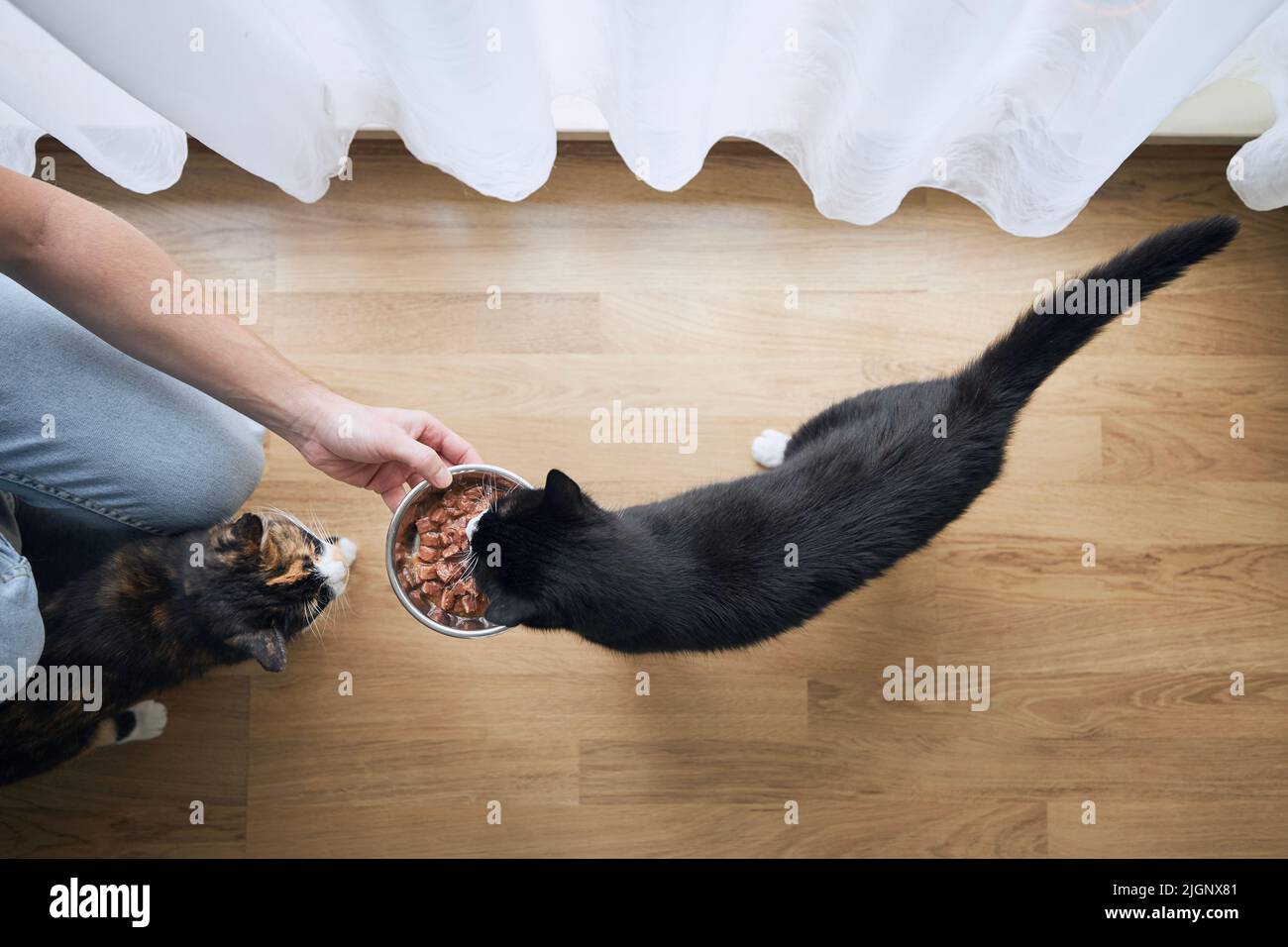Tierbesitzer hält eine Schüssel mit Fütterung für seine hungrigen Katzen zu Hause. Stockfoto