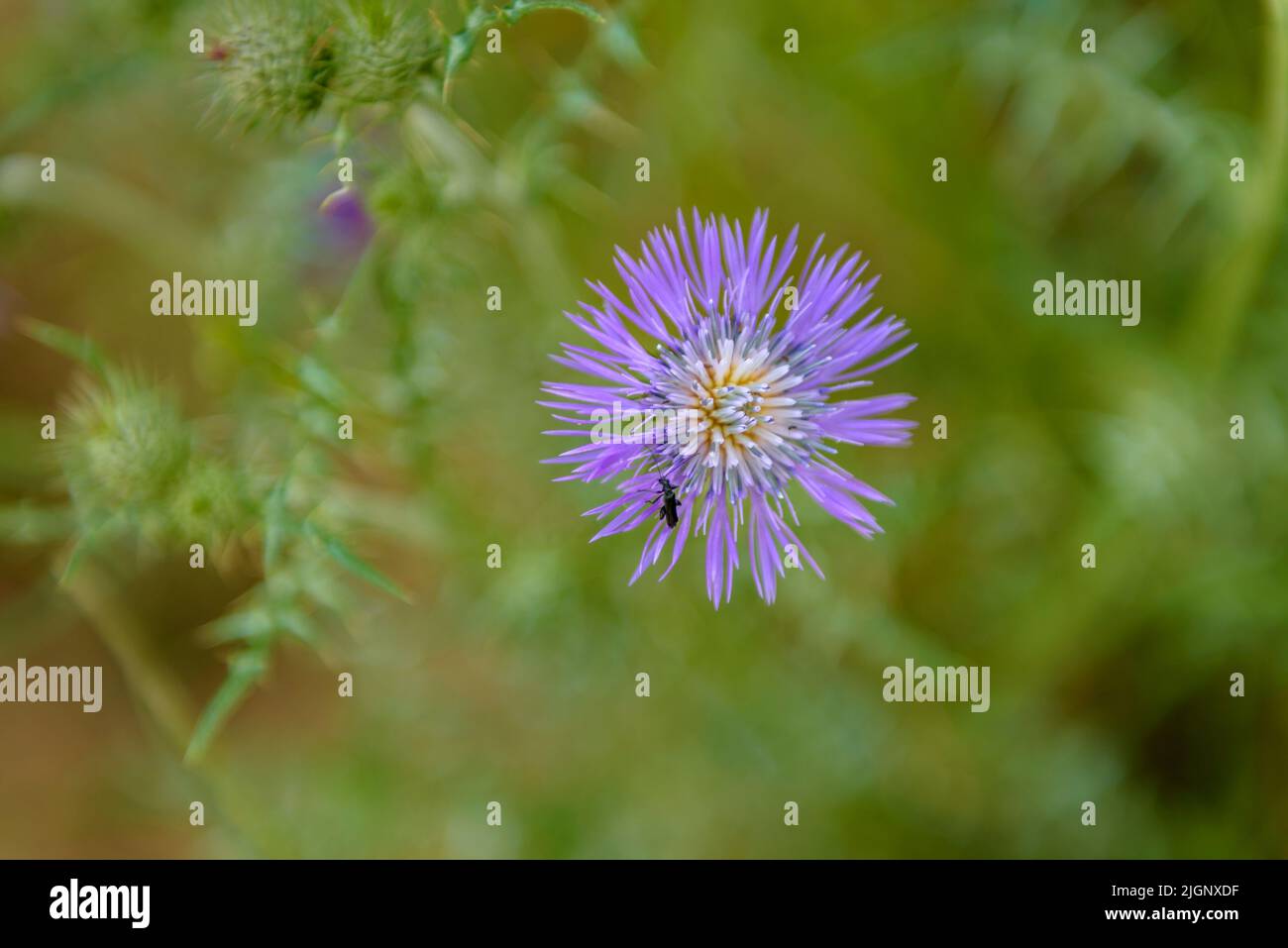 Blüte einer Milchdistel (Silybum marianum) im Frühjahr in Collserola (Barcelona, Katalonien, Spanien) ESP: Flor del Cardo mariano (Silybum marianum) Stockfoto