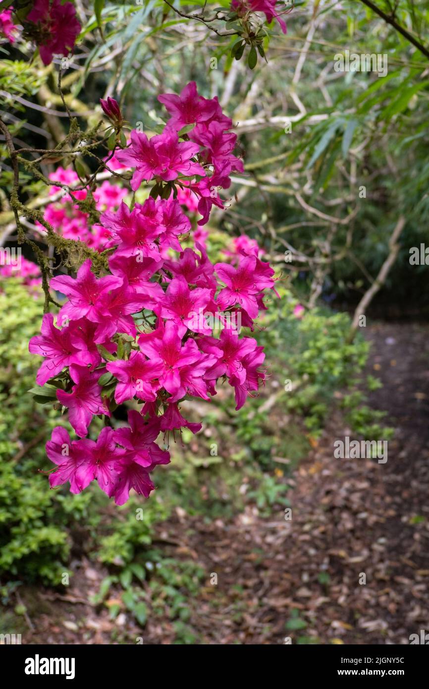 Lebendige Azaleen-Blumen wachsen im wilden subtropischen Penjjick Garden in Cornwall. Penjerrick Garden gilt als echter Dschungelgarten in Cornwalls Stockfoto