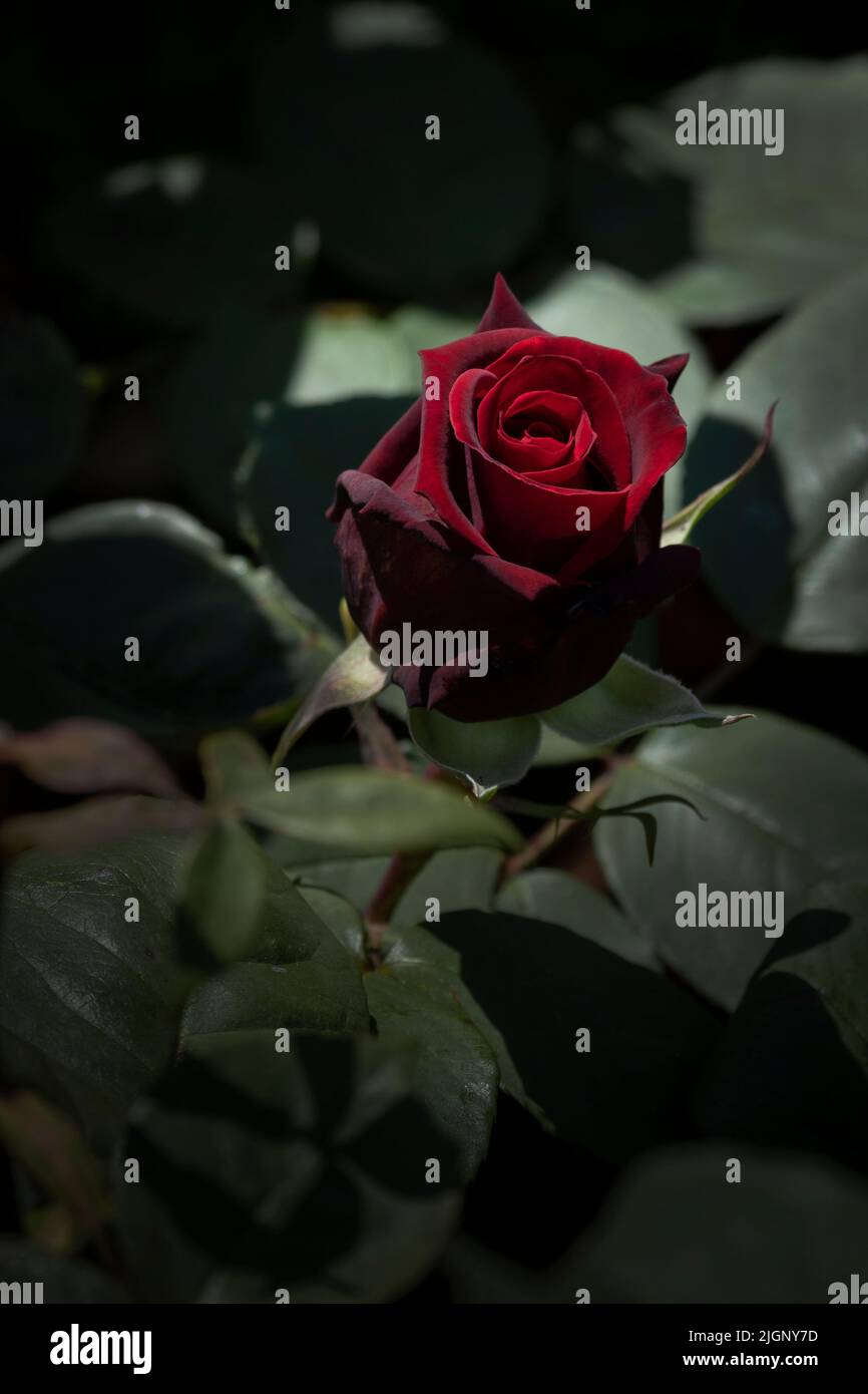 Tiefes Geheimnis Der Roten Rose. Eine hybride Tea Bush Rose, die in einem Garten in Newquay in Cornwall in Großbritannien wächst. Stockfoto