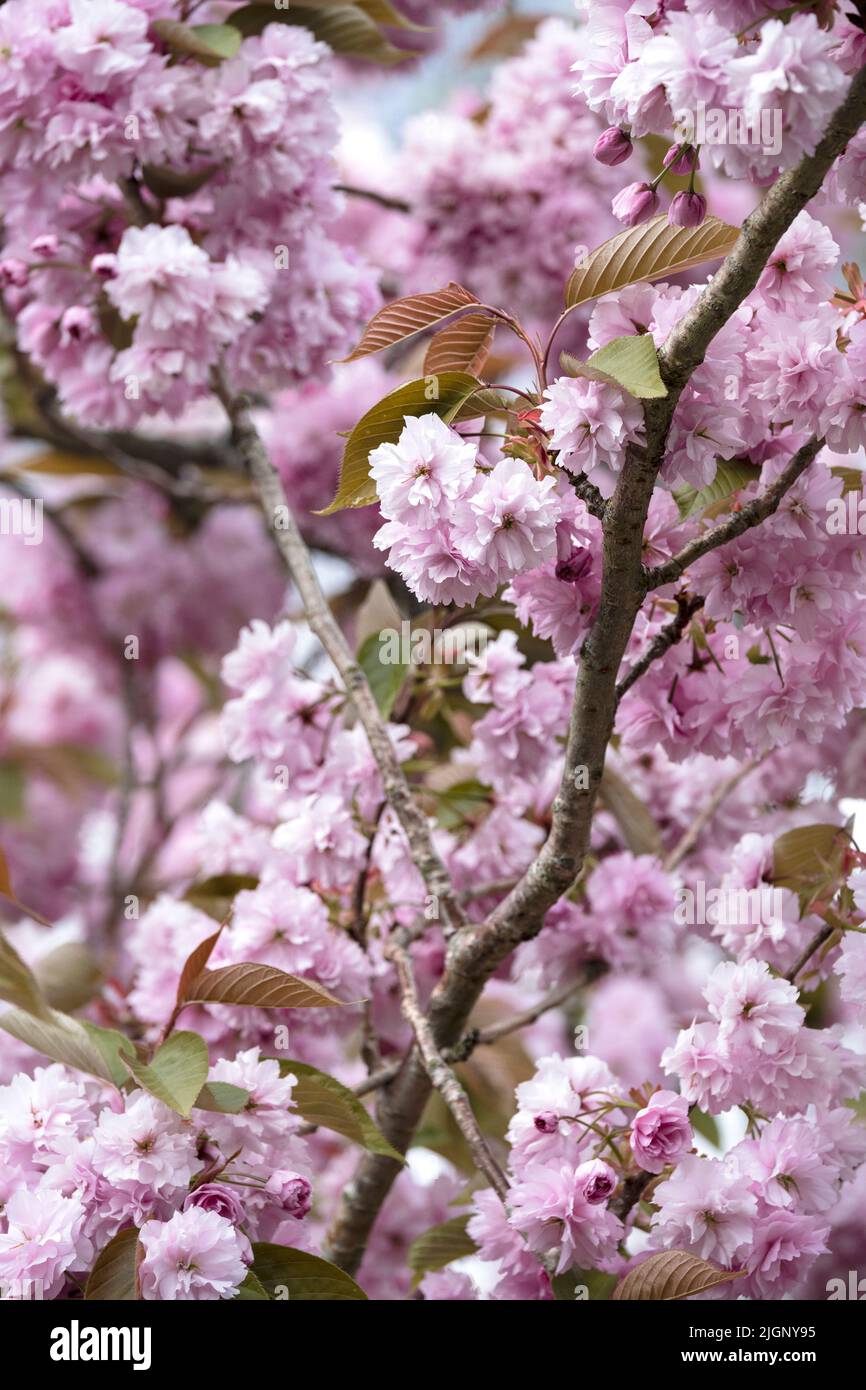 Flauschige rosa Kirschblüten blühen auf Ästen am Baum im Frühling in Newquay in Cornwall in Großbritannien. Stockfoto