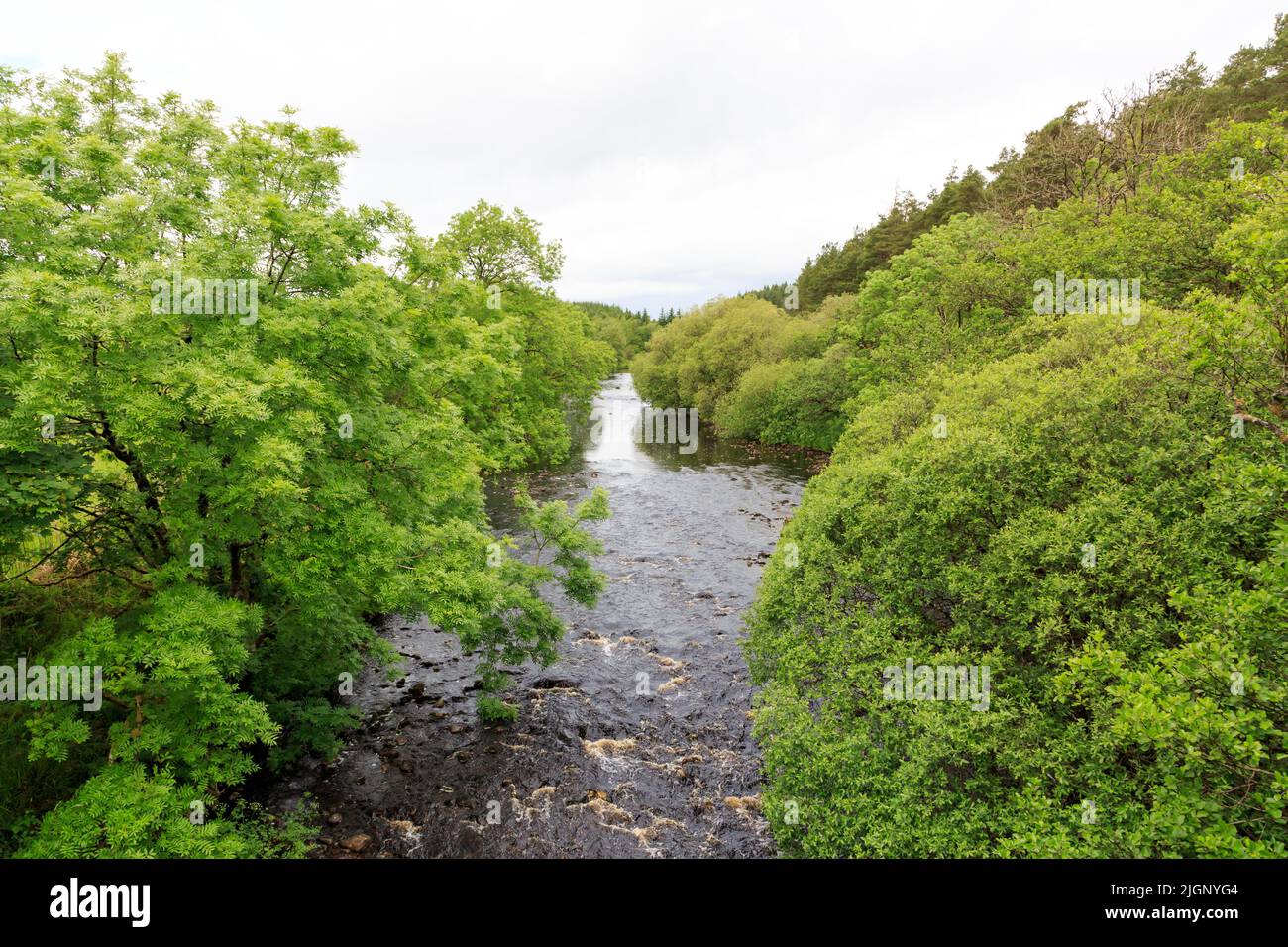 Blick auf den von Bäumen gesäumten River Cree in der Nähe von Newton Stewart, Schottland Stockfoto