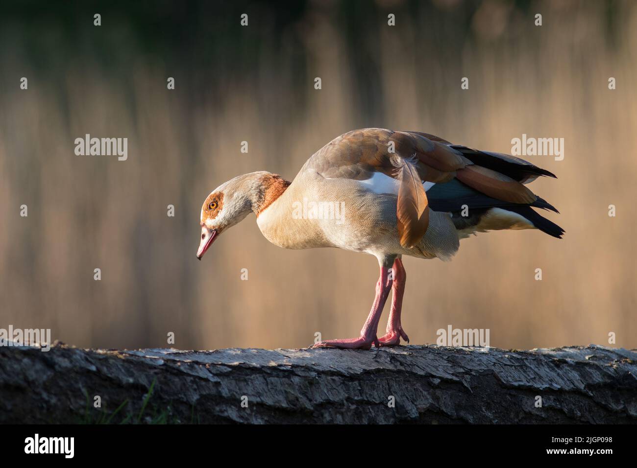 Ägyptische Gans [Alopochen aegyptiaca] Stockfoto