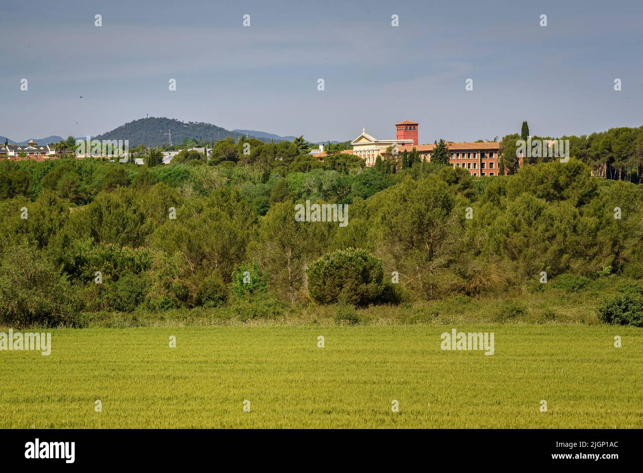 Frühlingsfelder und ein Wanderer in der Nähe von Sant Cugat del Vallès, im Naturpark Collserola (Barcelona, Katalonien, Spanien) Stockfoto