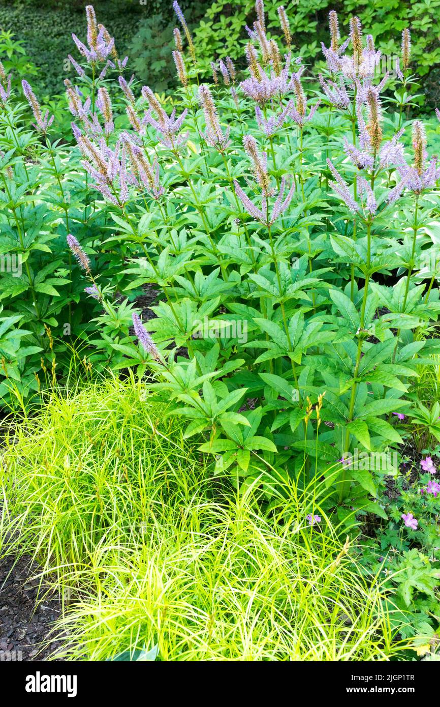 Sommer, Sedge, Culvers Root, Garten, Pflanzen, Veronicastrum virginicum, Carex muskingumensis, dekorativ, Gras, Rand Stockfoto
