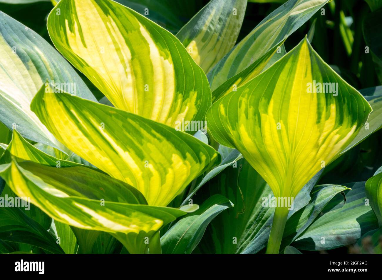 Sonnenlicht Blätter, Hosta Juni, Gelb, bunte Blätter, Hostas Stockfoto