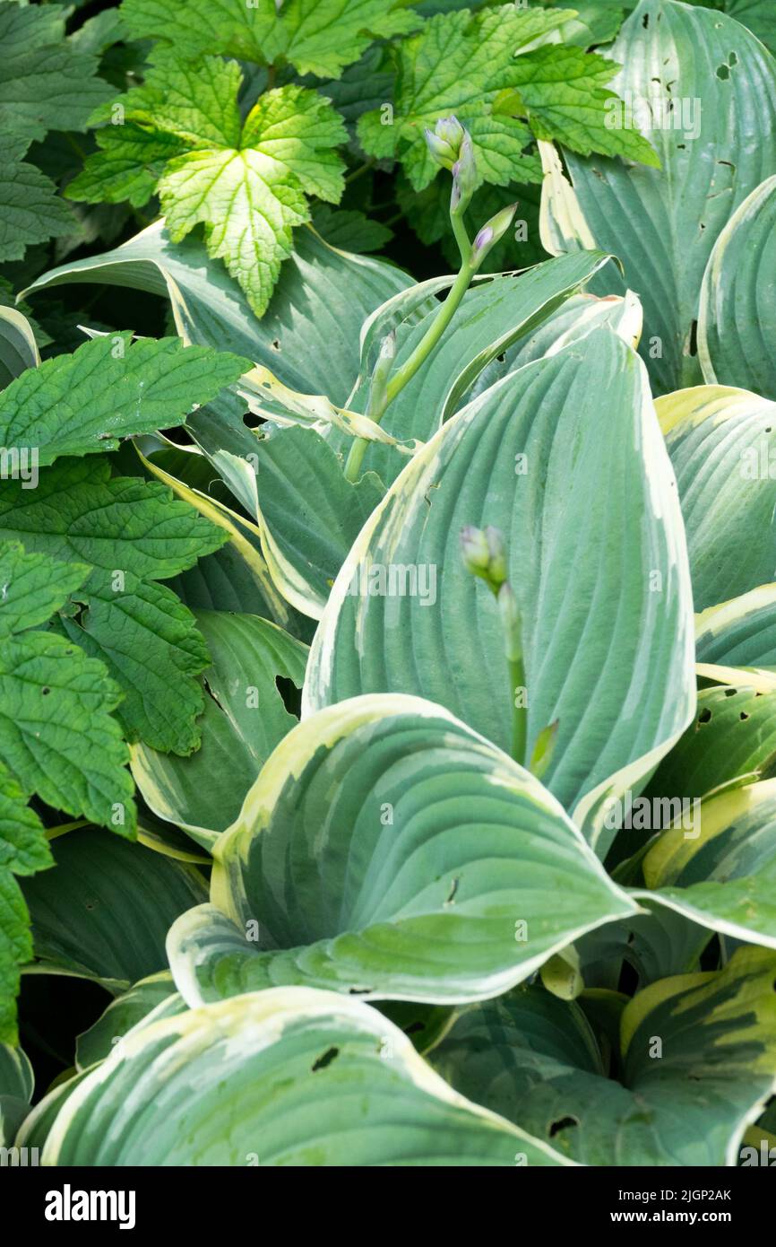 Hosta Regal Splendor, Wegerich Lily, Blätter, Hosta Stockfoto