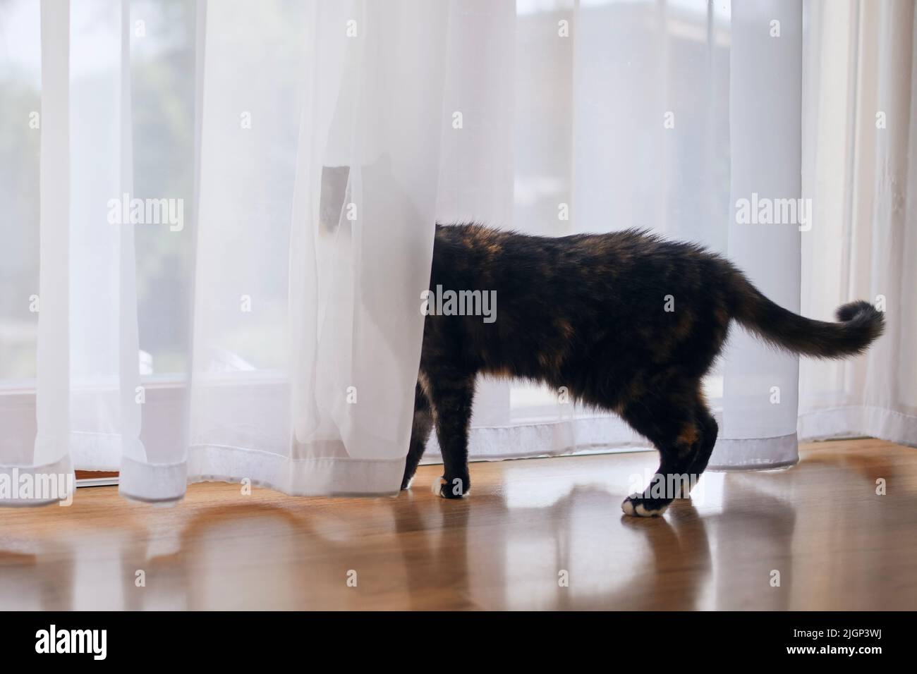 Traurige Katze hinter dem Vorhang, die aus dem Fenster schaute und auf seinen Besitzer wartete. Stockfoto