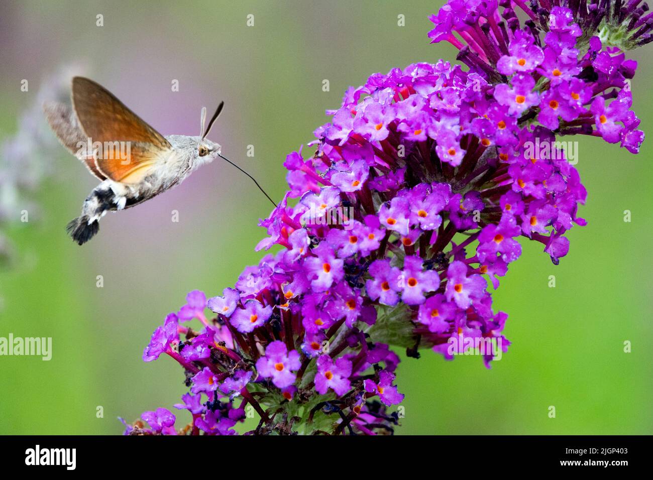 Kolibri-Falkenmotte saugt Nektar aus winzigen röhrenförmigen Blüten, lange Proboscis Macroglossum stellatarum Motte im Flug Butterfly Bush Mitteleuropa Stockfoto