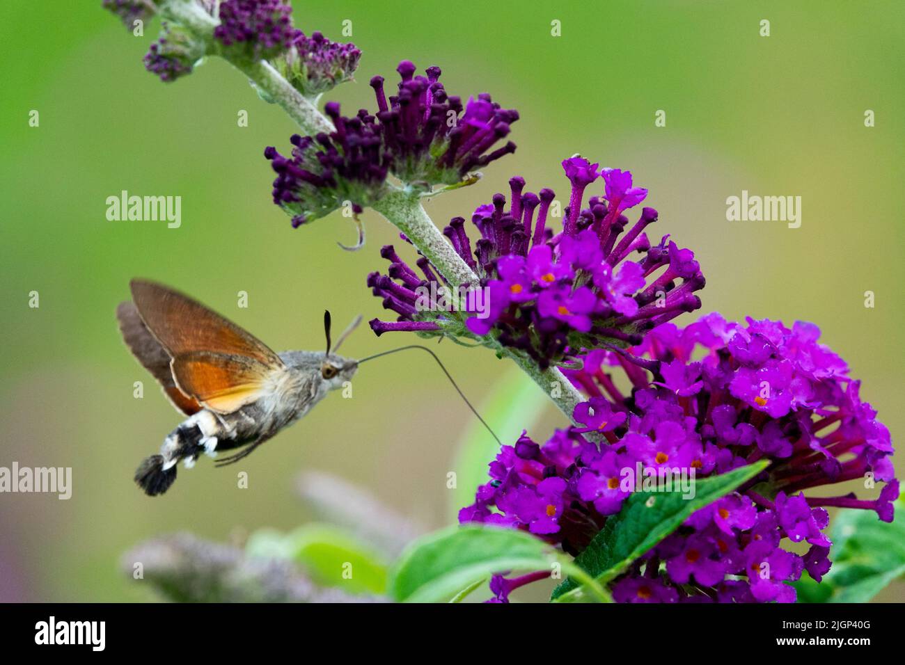 Kolibri-Falkenmotte Macroglossum stellatarum Nectaring auf Buddleja Blume Schmetterling saugenden Nektarbestäuber Buddleia davidii Buddleja davidii Buzz Stockfoto