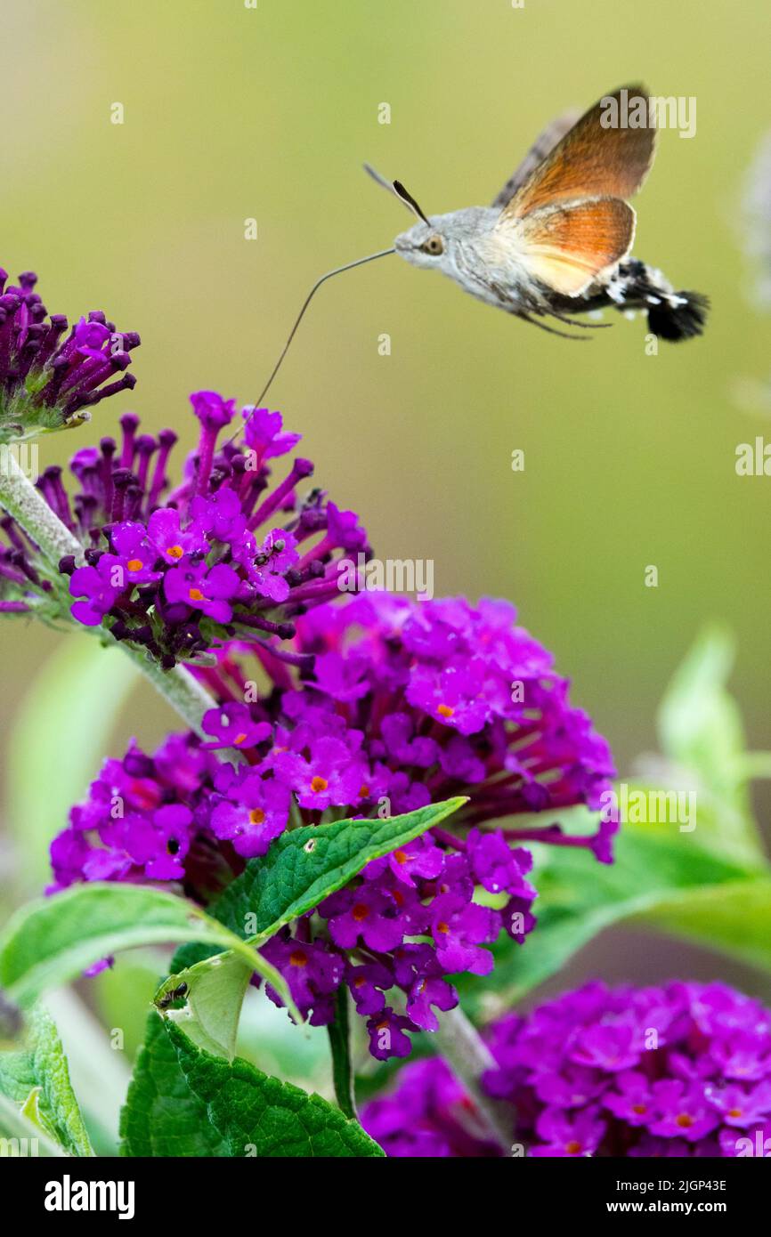 Macroglossum stellatarum Motte Fütterung Nectar Schmetterling Sommer Flieder Kolibri Hawk-Moth Blume Garten Insekt Fliegen Bestäuber Nectaring Stockfoto