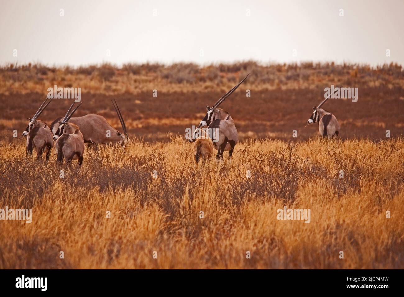 Eine Herde Oryx grast im Kgalagadi Trans Frontier Park. Südafrika. Stockfoto