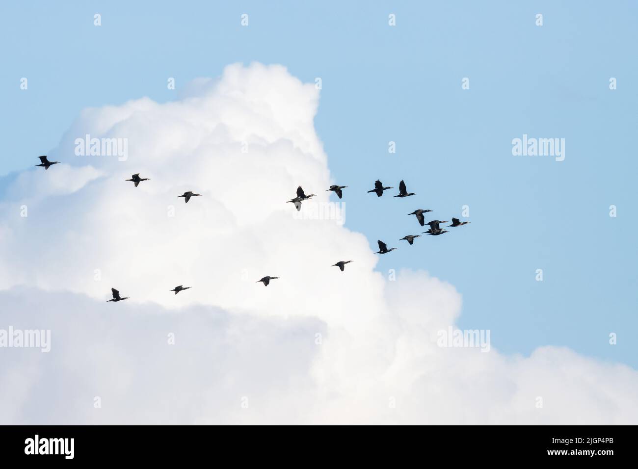 Schar großer Kormorane, die während der Frühjahrswanderung am Himmel fliegen Stockfoto