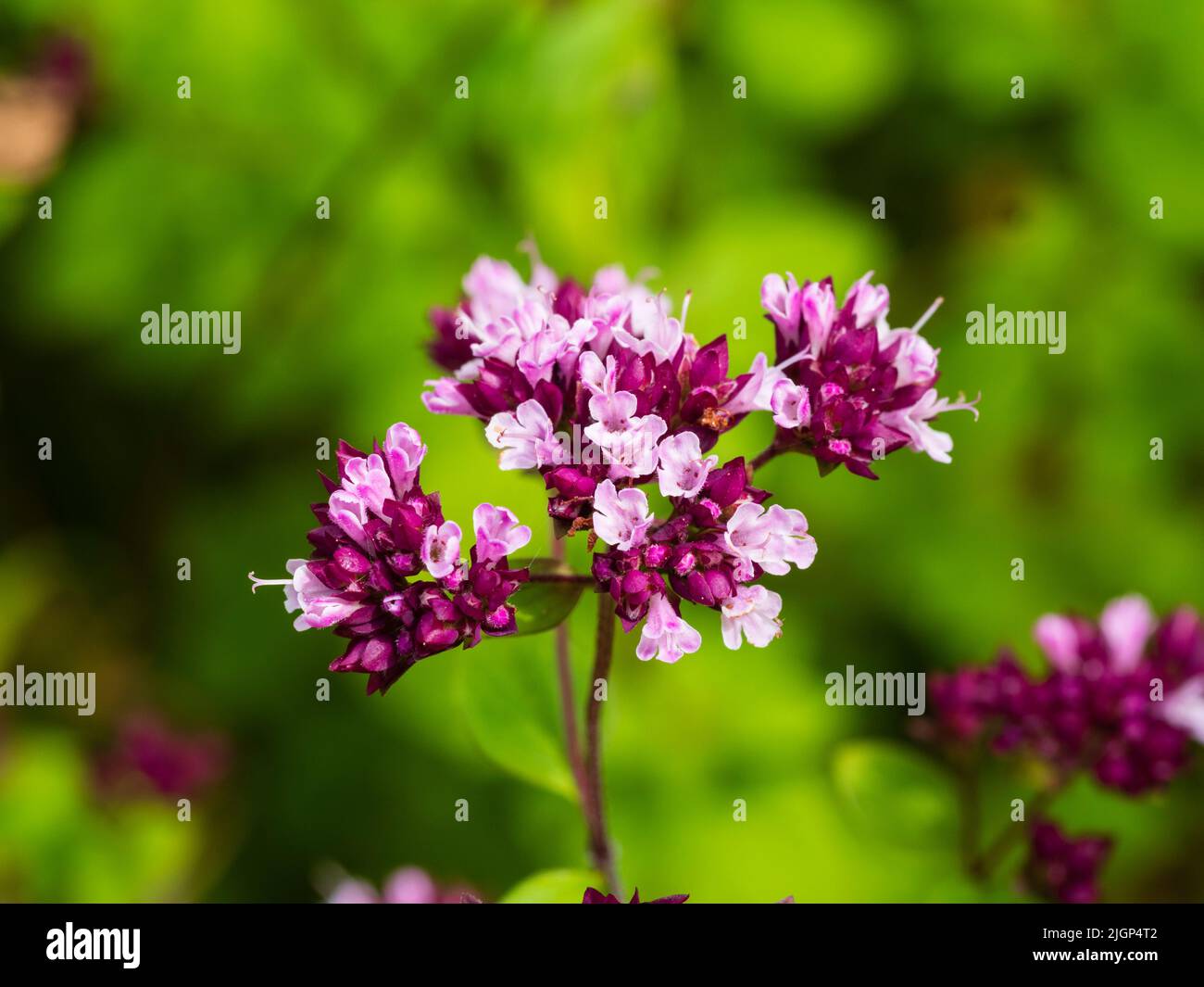 Rot knospige rosa Blüten des insektenfreundlichen Majoran-Verwandten, Origanum laevigatum 'Herrenhausen' Stockfoto