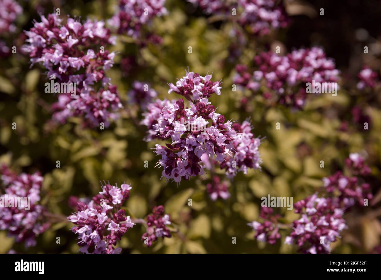 Oregano Organic. Blühende Büsche von Oregano (Origanum) auf der Wiese. Blüten von origanum vulgare, natürlicher Hintergrund Stockfoto
