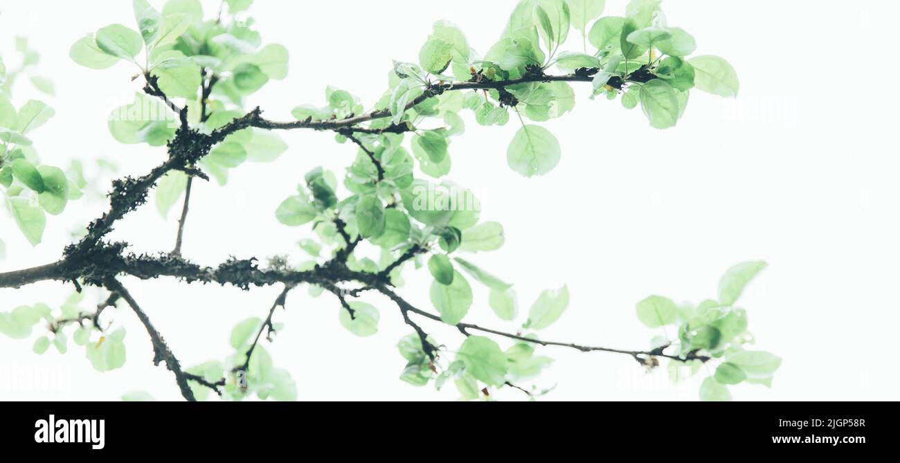 Üppiges grünes Blatt, Reinheit Natur Hintergrund. Grüne Blätter auf Ulme. Natur Frühling und Sommer Banner. Pflanzen gegen den blauen Himmel Konzept. Bäume Stockfoto