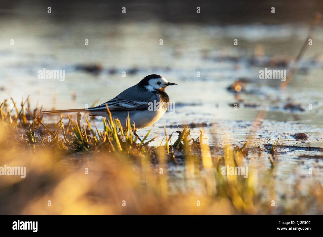 Nahaufnahme eines bezaubernden weißen Wagschwanzes, der an einem wunderschönen Frühlingsabend im Wasser spaziert Stockfoto