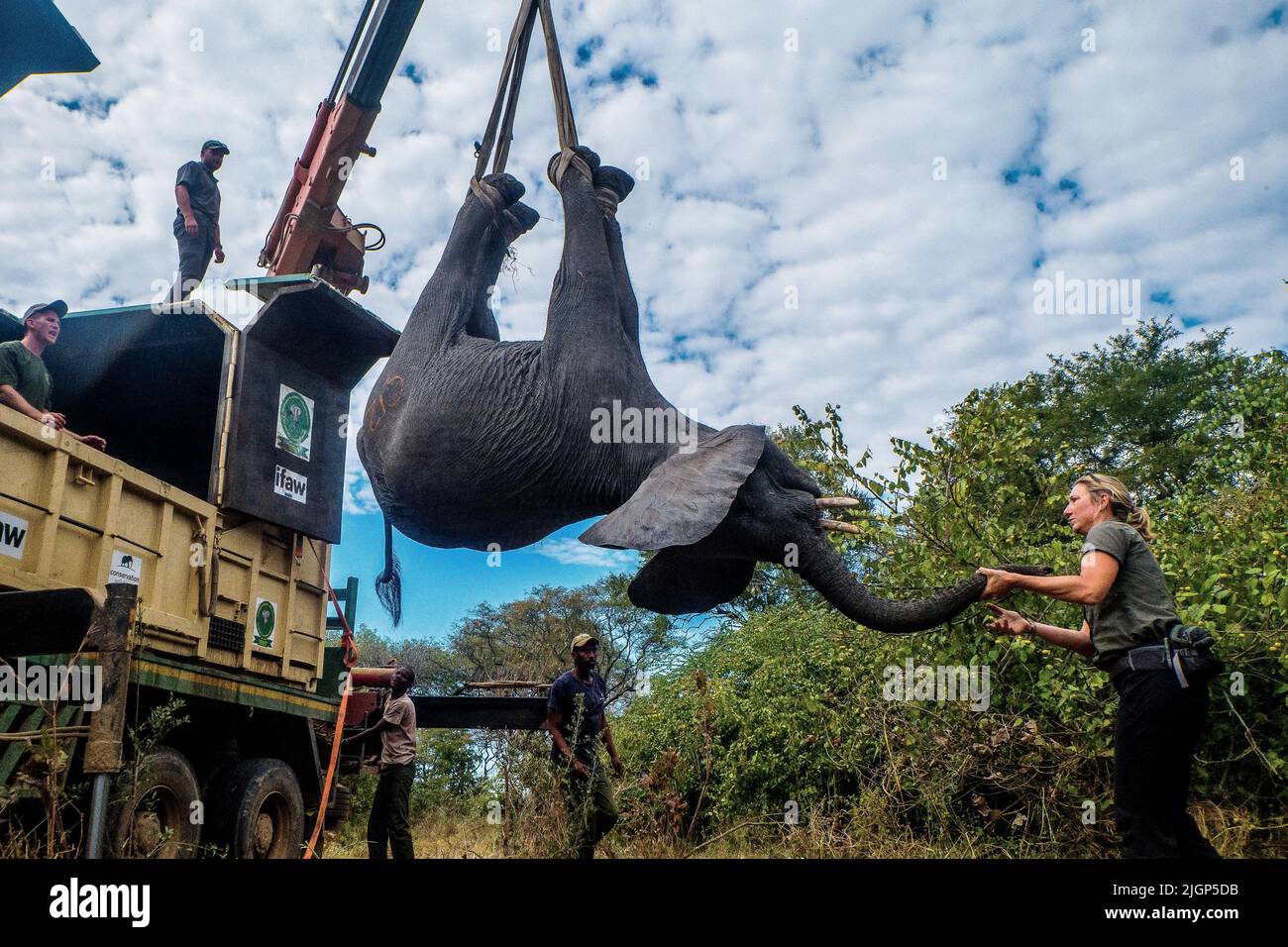 Machinga, Malawi. 10.. Juli 2022. Wildtieroffiziere laden einen Elefanten in einen Lastwagen im Liwonde National Park in Machinga, Malawi, 10. Juli 2022. Malawi hat im Rahmen einer nationalen Naturschutzinitiative ein Programm zur Umlokation von 250 Elefanten und 405 weiteren Wildtieren vom Liwonde-Nationalpark in den Kasungu-Nationalpark durchgeführt. Quelle: Joseph Mizere/Xinhua/Alamy Live News Stockfoto