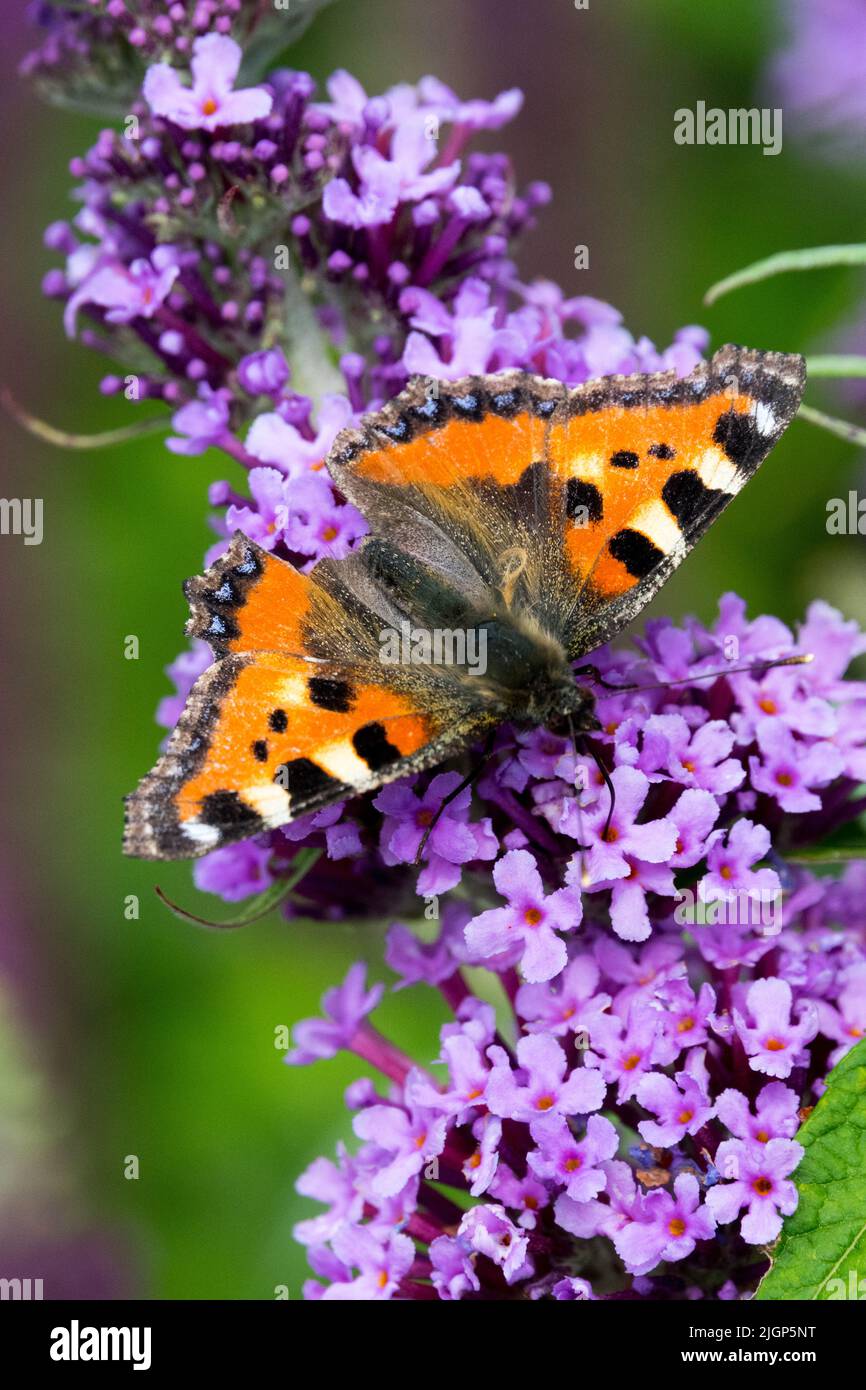 Kleiner Schildpatt Schmetterling auf Buddleja davidii Blume Buddleia, Sommer Flieder Schmetterlingsbusch Aglais urticae Nektaring Buddleia Schmetterlingsflügel offen Stockfoto