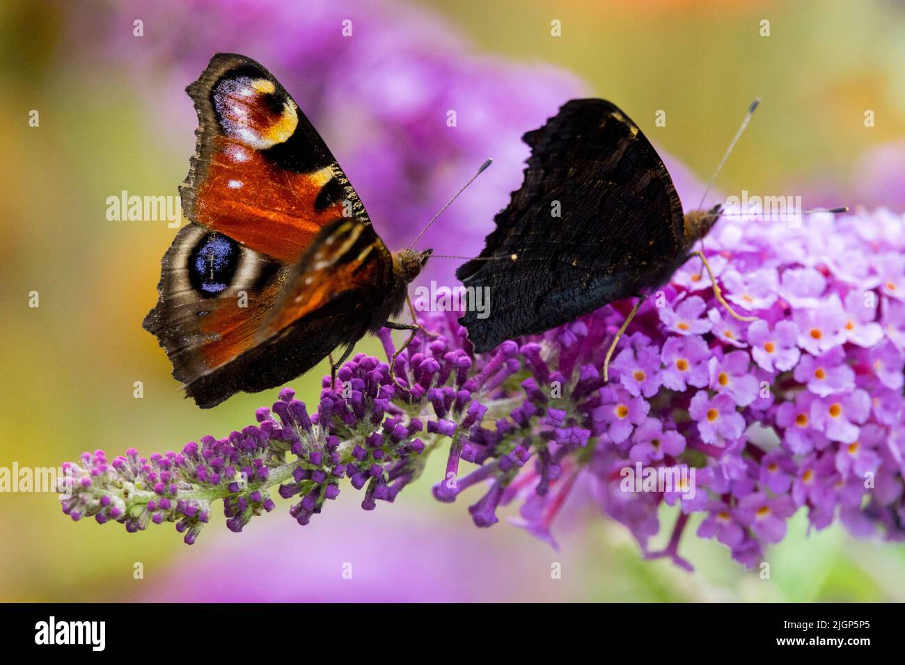 Zwei Schmetterlinge auf Schmetterlingsbuschblume, Pfauenschmetterling Aglais io, Schmetterlinge auf Blume, Nektaring Stockfoto