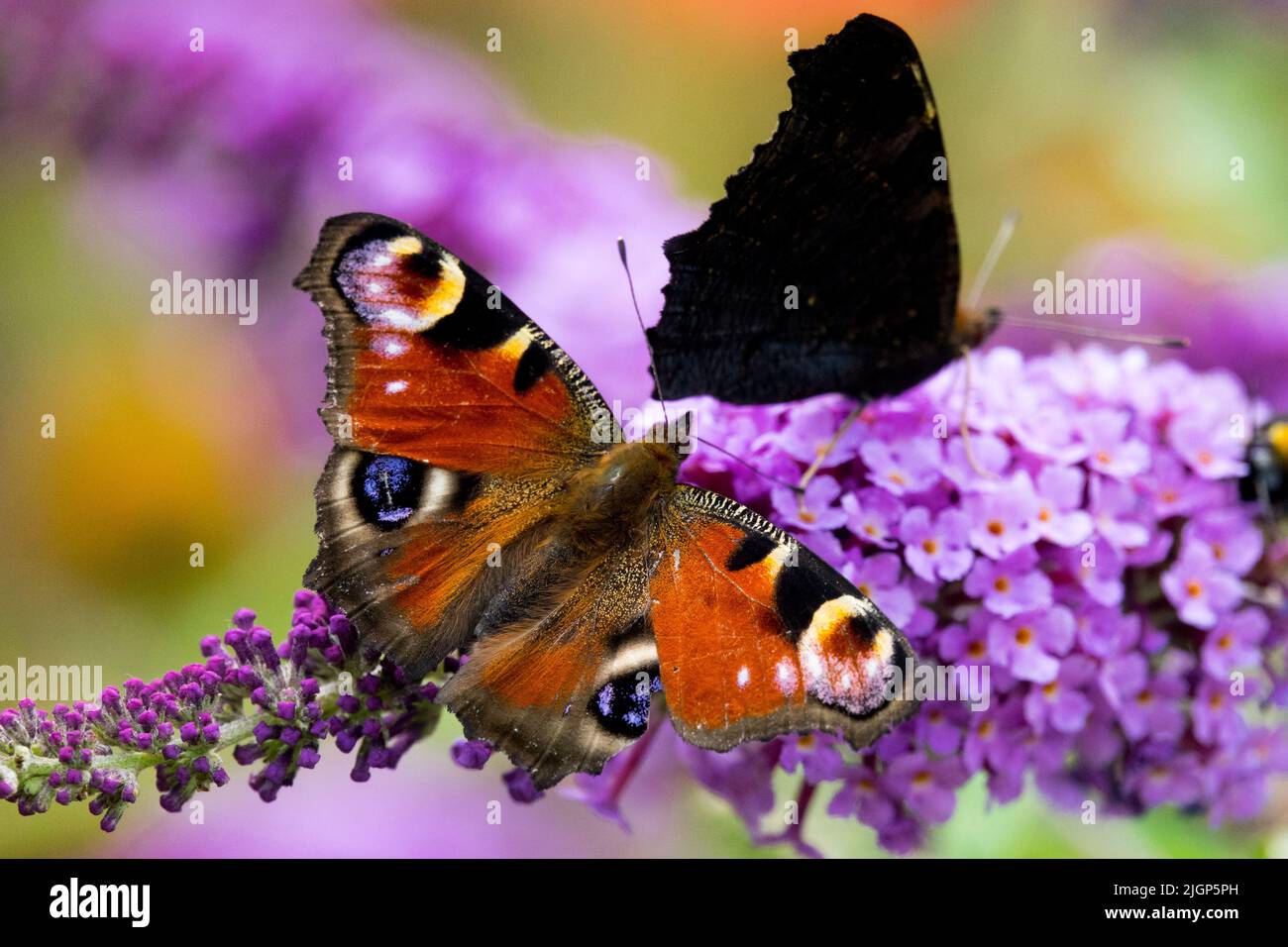 Aglais io, Schmetterlinge, Pfauenschmetterling, Inachis io, Schmetterlingsflügel, Nektaring, Blume, Schmetterling, Fütterung, Saugen Stockfoto