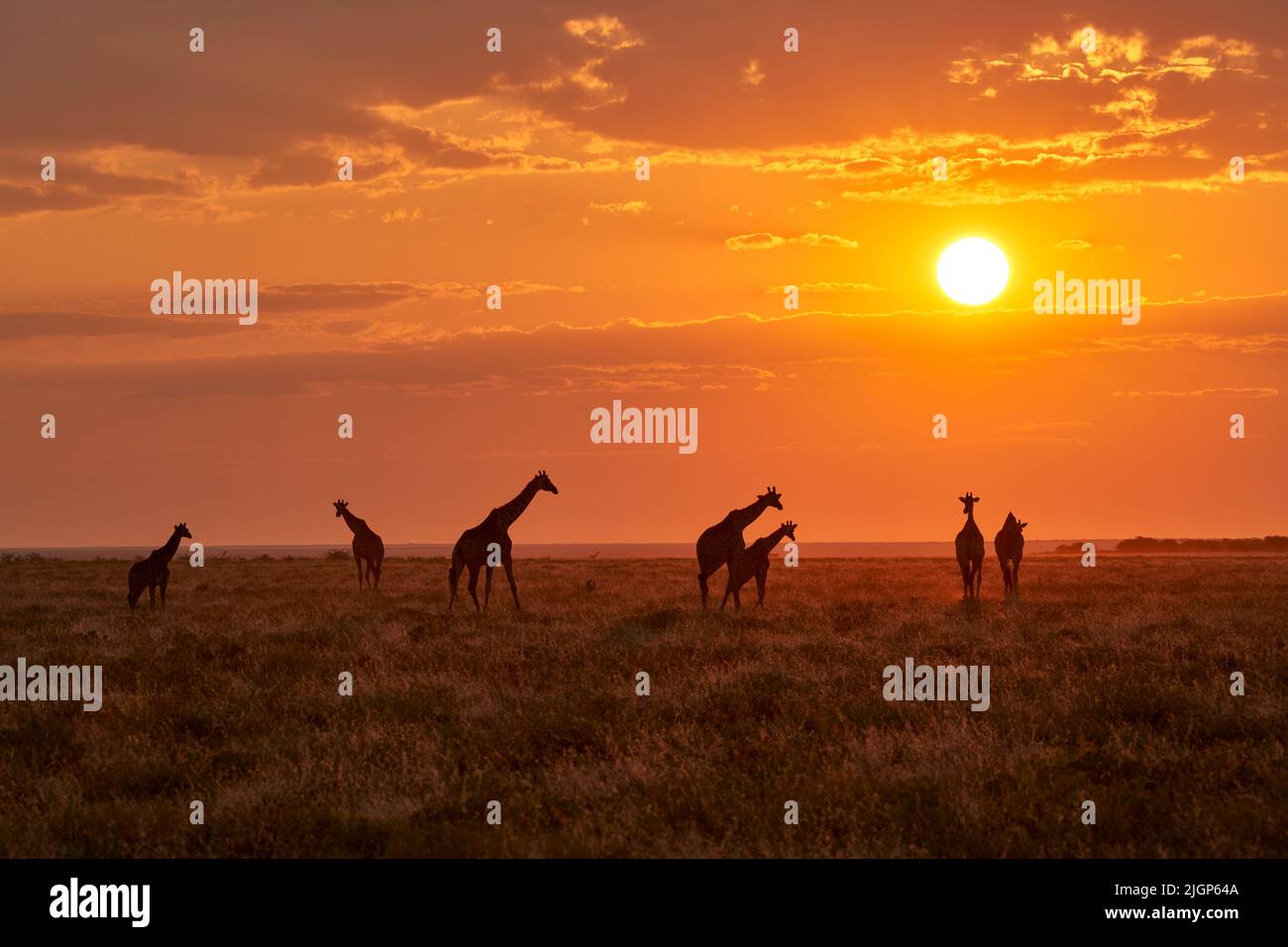 Giraffen durchqueren die Salzpfanne bei Sonnenuntergang. Savannah aus dem Etosha-Nationalpark, Namibia, Afrika Stockfoto