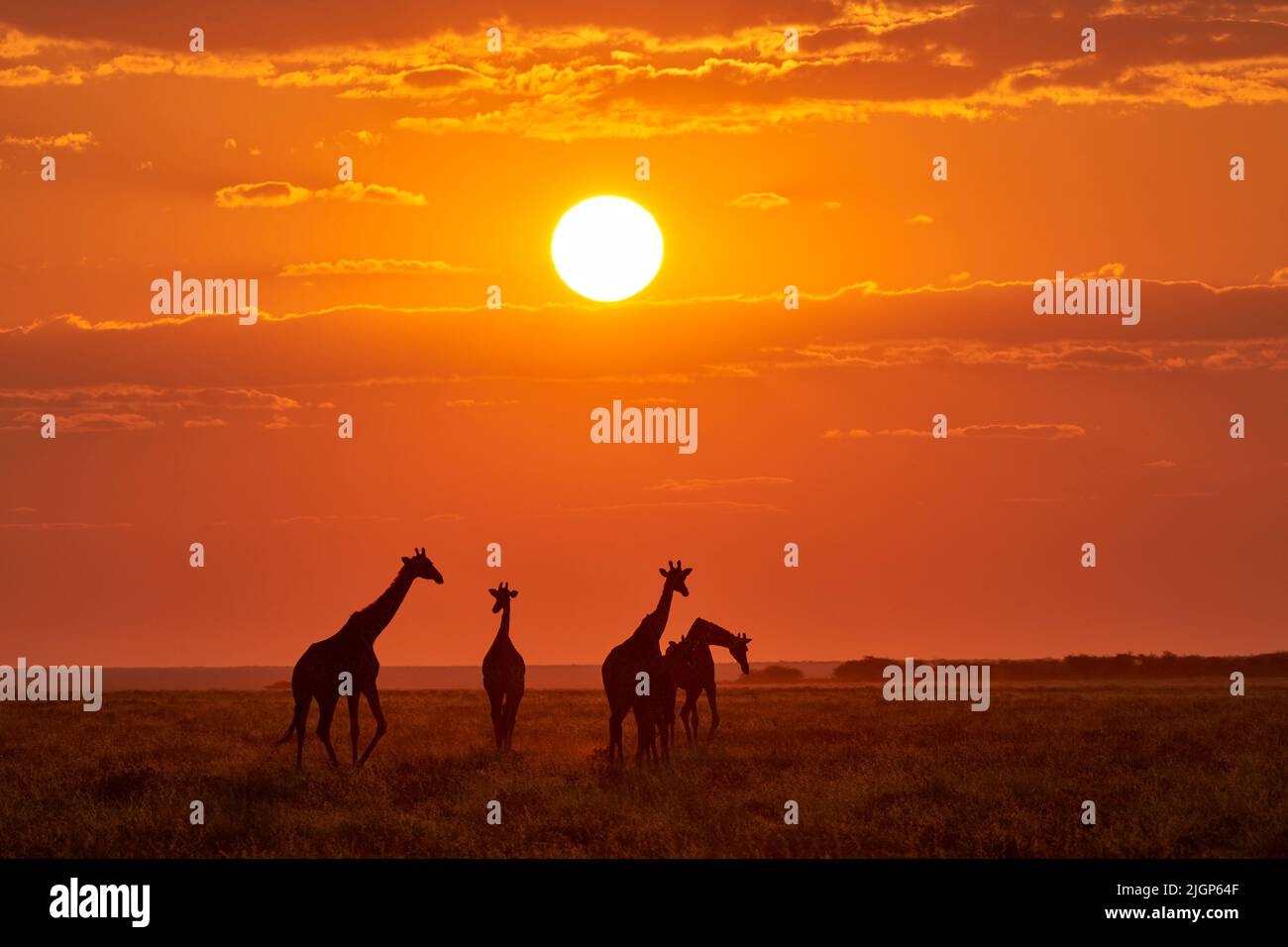 Giraffen überqueren die Salzpfanne bei Sonnenuntergang. Etosha Nationalpark, Namibia Stockfoto